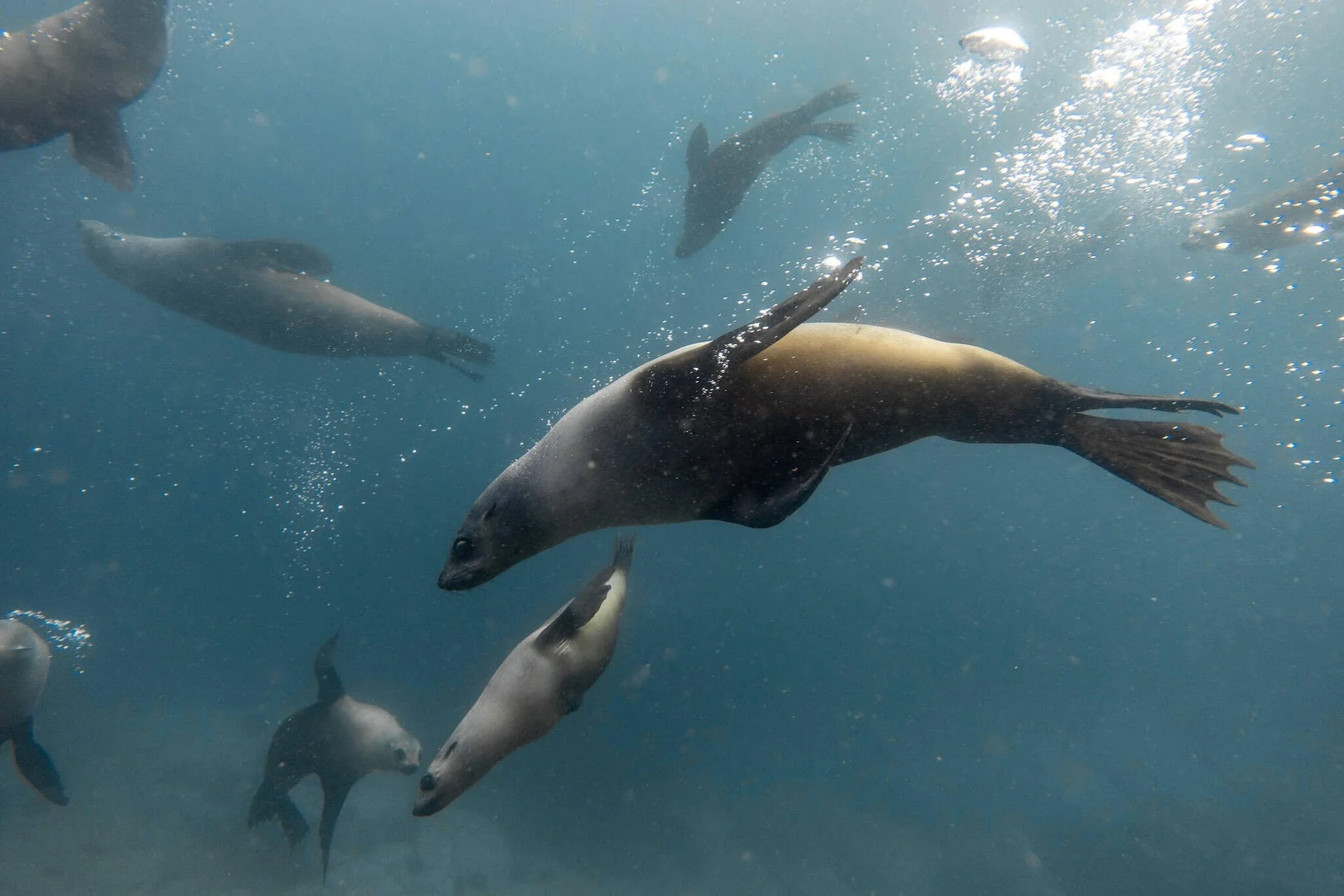 Several seals swimming underwater with sunlight filtering through the ocean surface in Narooma.