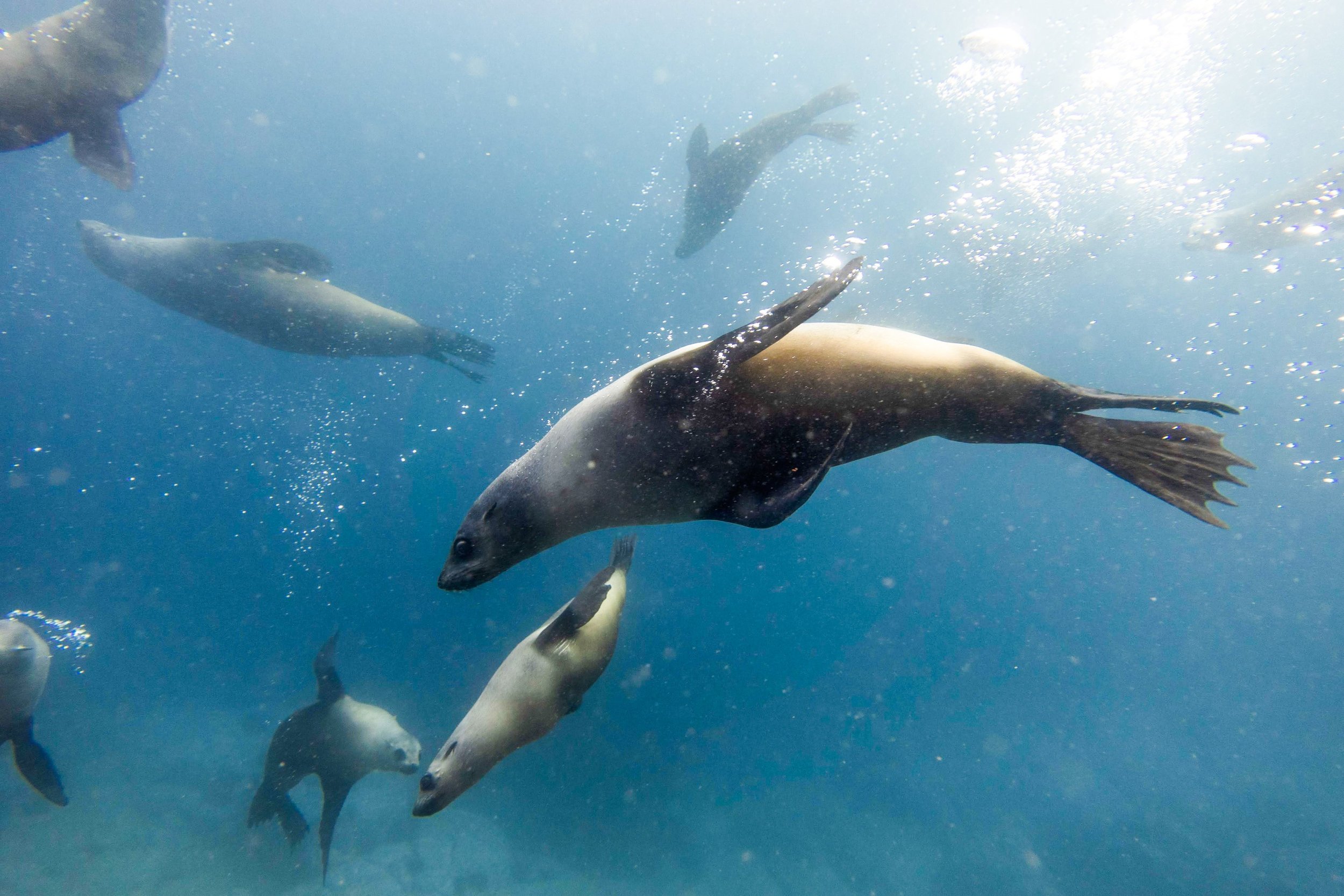 Swim with Australian Fur seals at Montague Island