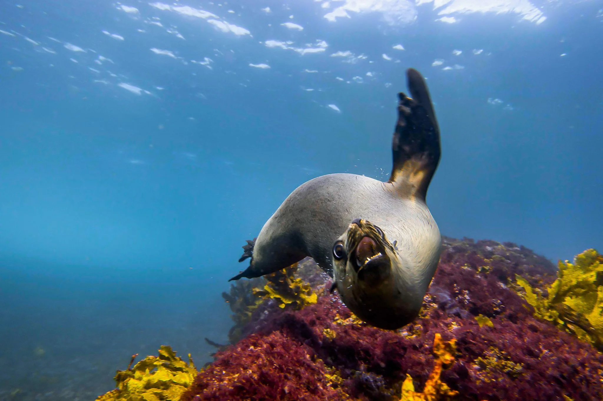 Australian fur seal playfully diving towards the camera over vibrant rocks and coral at Montague Island, perfect for snorkelling with seals in Narooma and marine adventures.