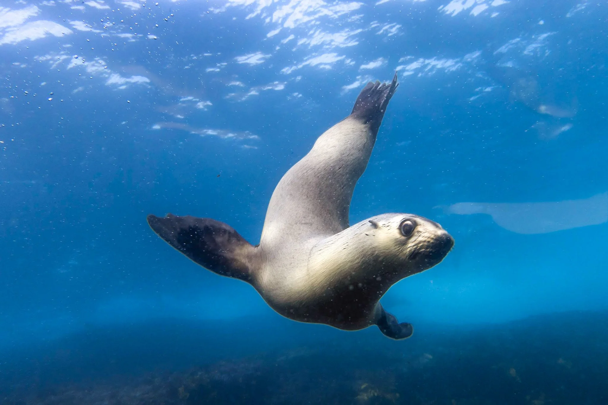 A majestic fur seal showing off for the camera, captured in an underwater photograph as it swims in the ocean, with a stunning view of the blue sky and clouds visible above, an iconic Montague Island experience while snorkelling with seals 