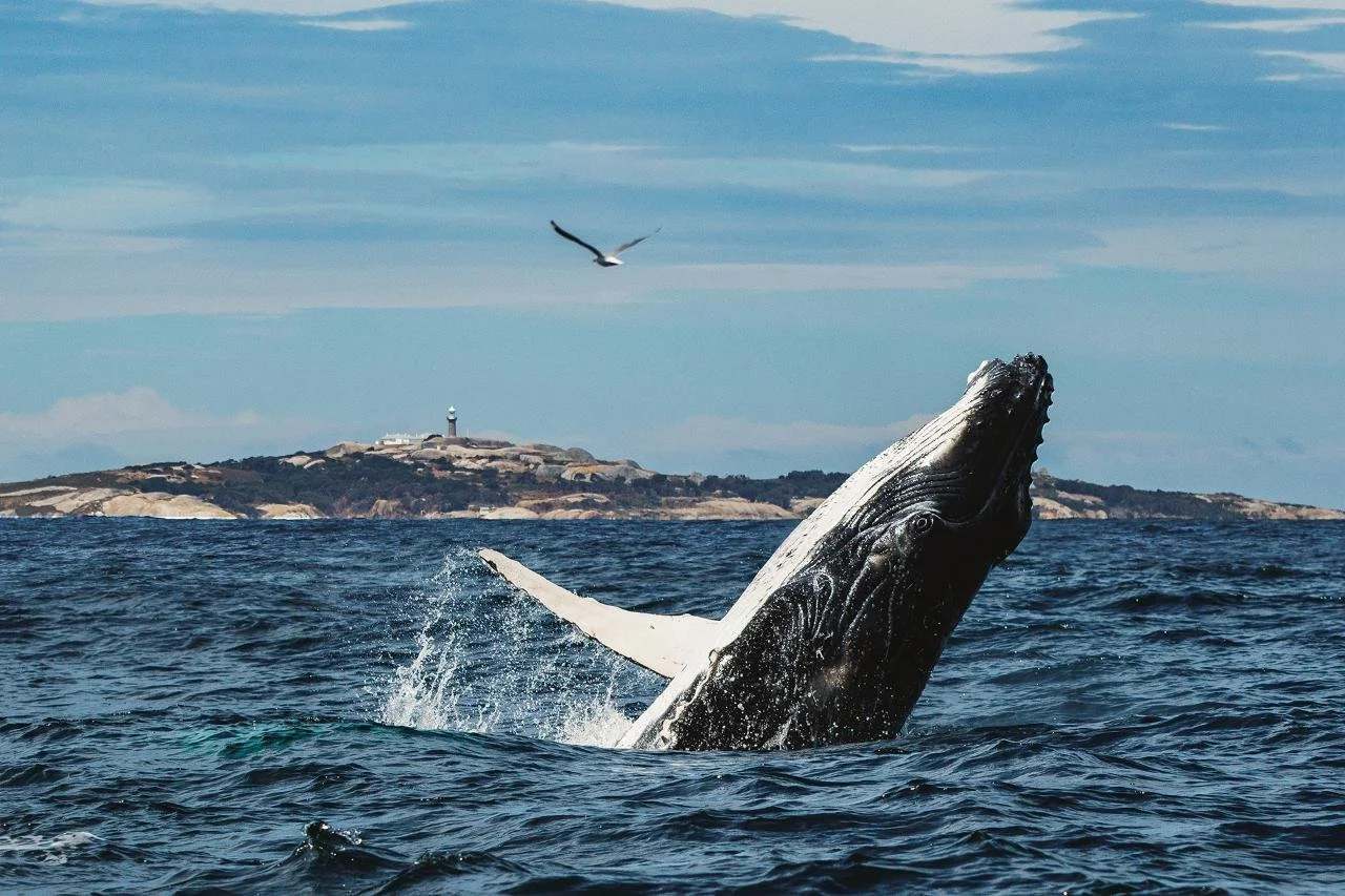 A breathtaking scene of a whale breaching the ocean surface, its massive body soaring above the water, with the picturesque Montague Island providing a stunning backdrop, nature's grandeur at its finest in Narooma.