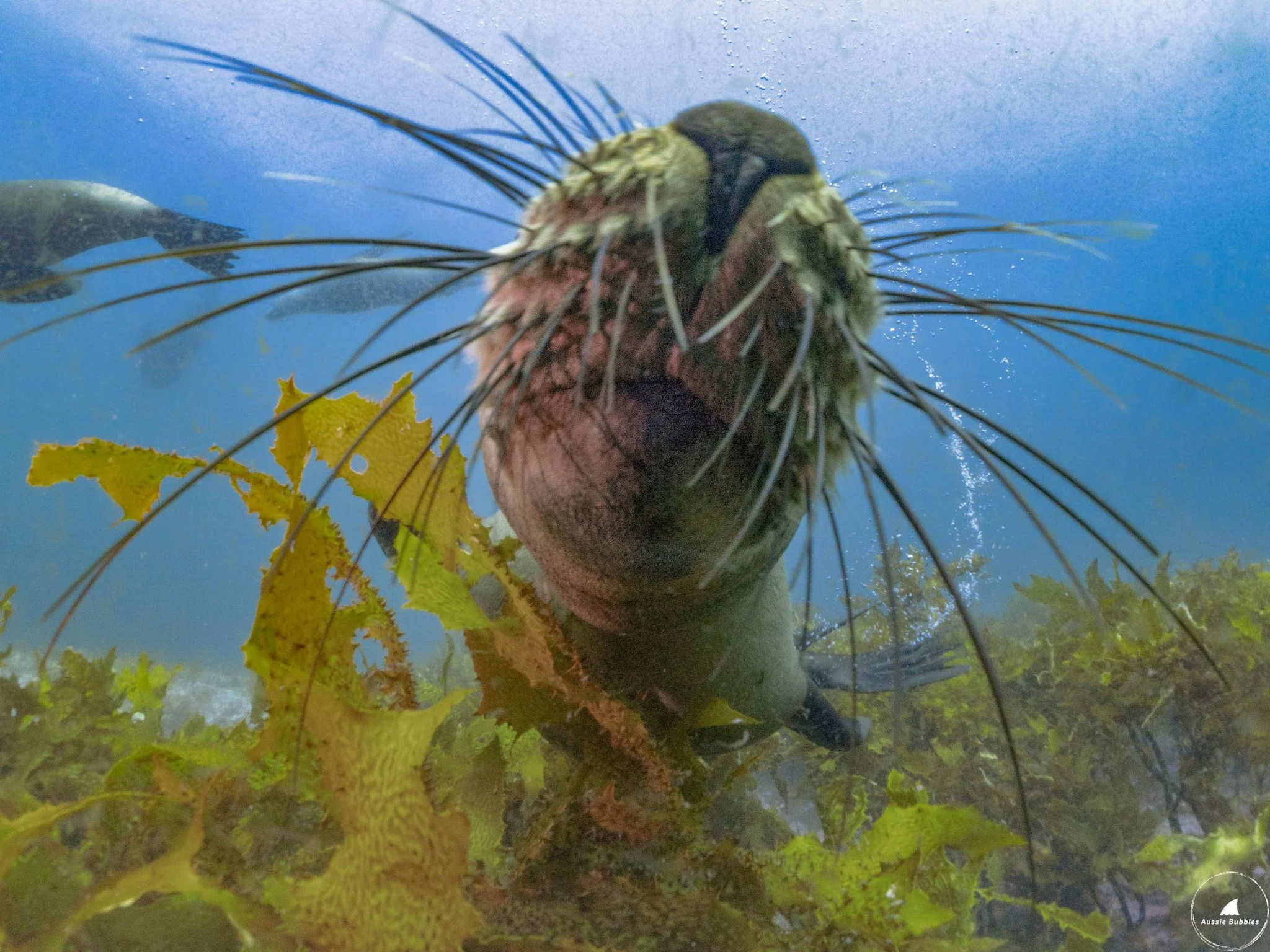 A close-up encounter with a curious fur seal at Montague Island, its whiskers twitching and eyes full of playful wonder, an intimate and unforgettable wildlife experience in Narooma's pristine waters.