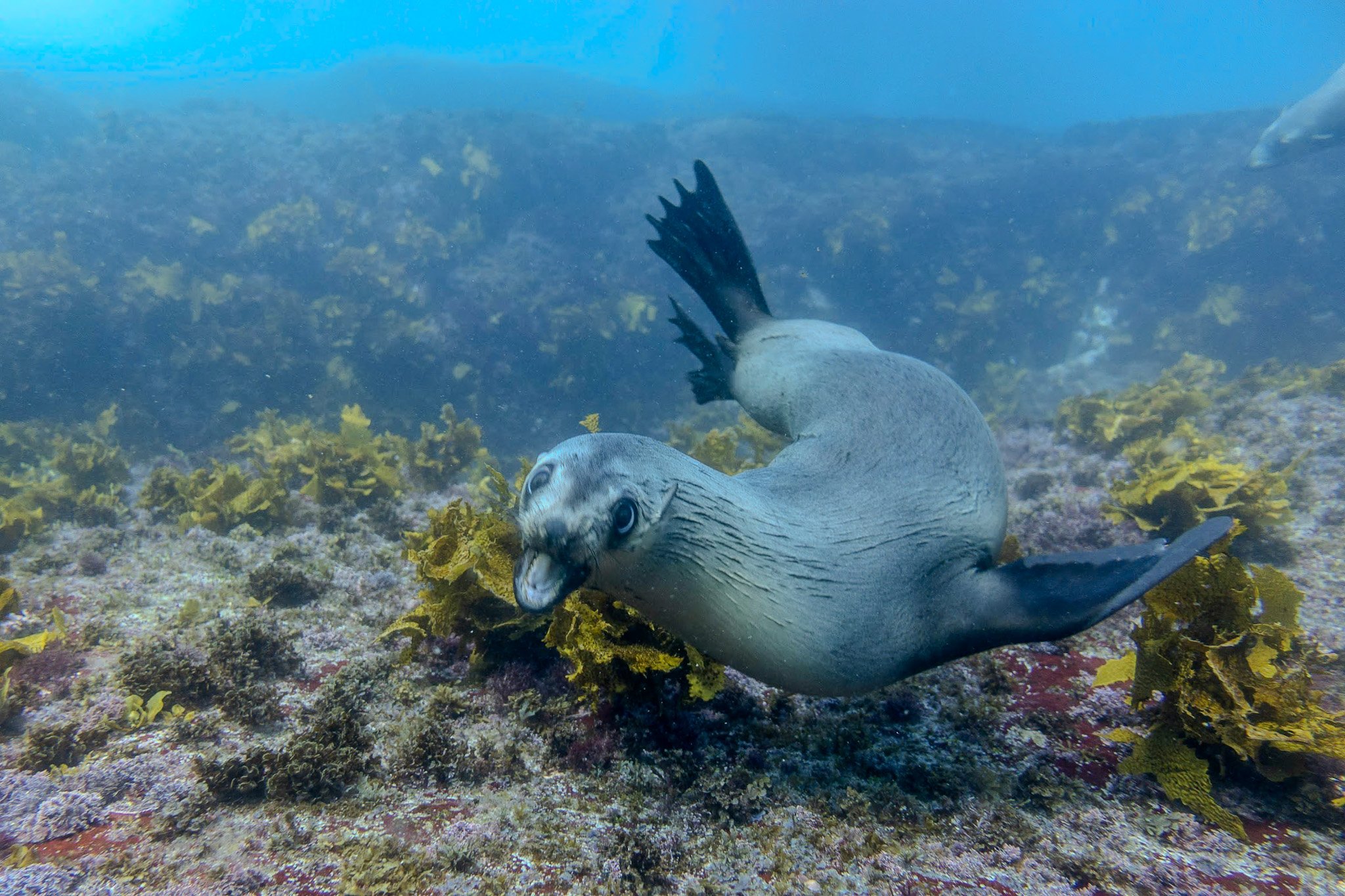 Seal playing with coral at Montague Island, a top Narooma spot for diving and snorkelling with marine life