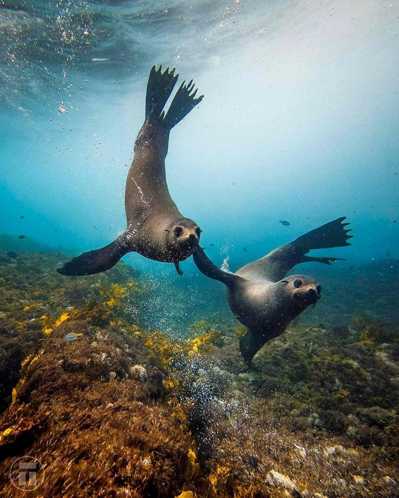 Two fur seals swimming gracefully underwater over a rocky ocean floor, facing the camera with a playful charm, it almost looks like they're holding hands! A heartwarming and magical moment from Montague Island in Narooma.