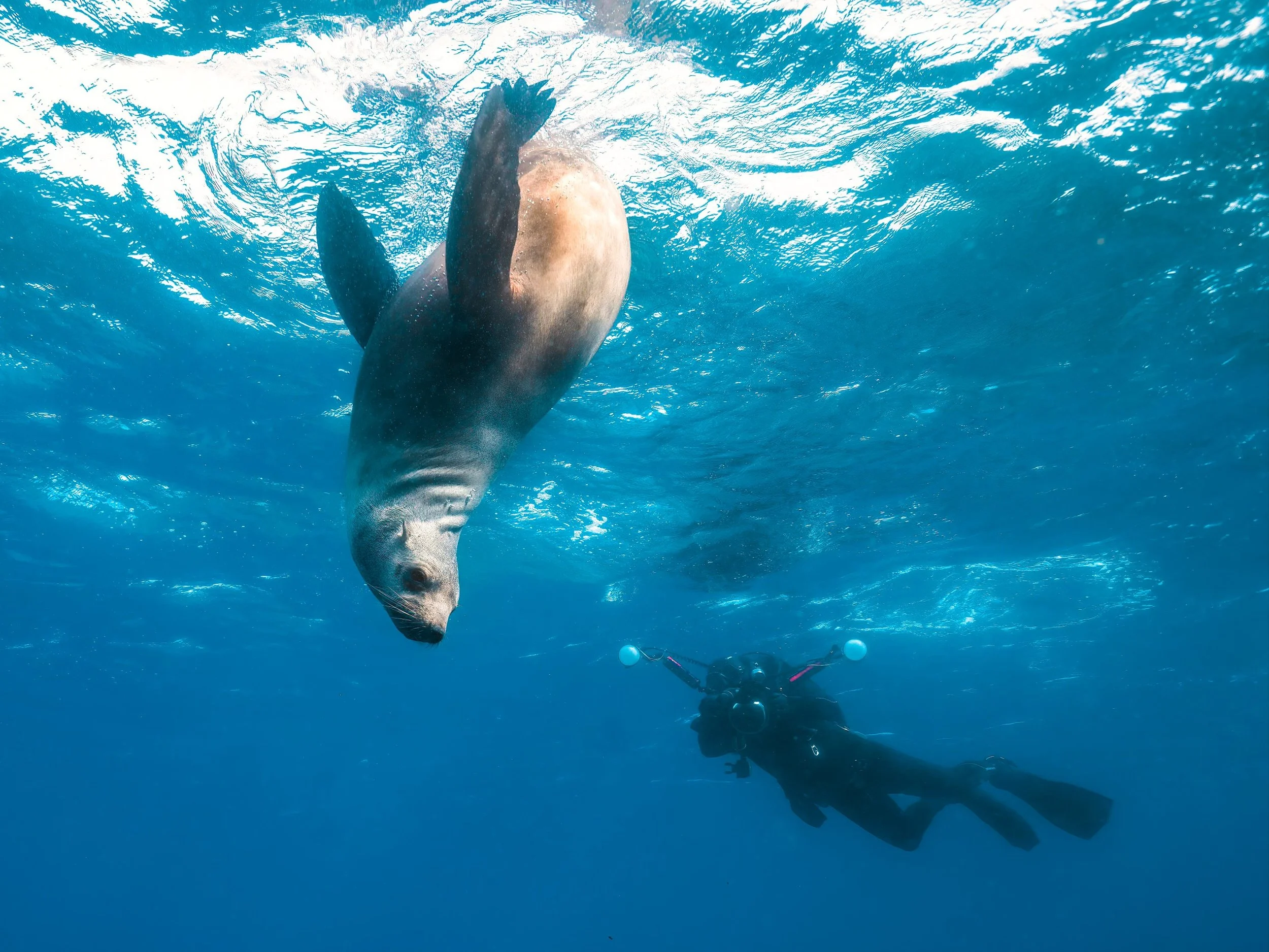 A scuba diver underwater, face-to-face with a playful fur seal swimming upside down, creating a delightful and unforgettable moment in the clear waters of Montague Island, Narooma.