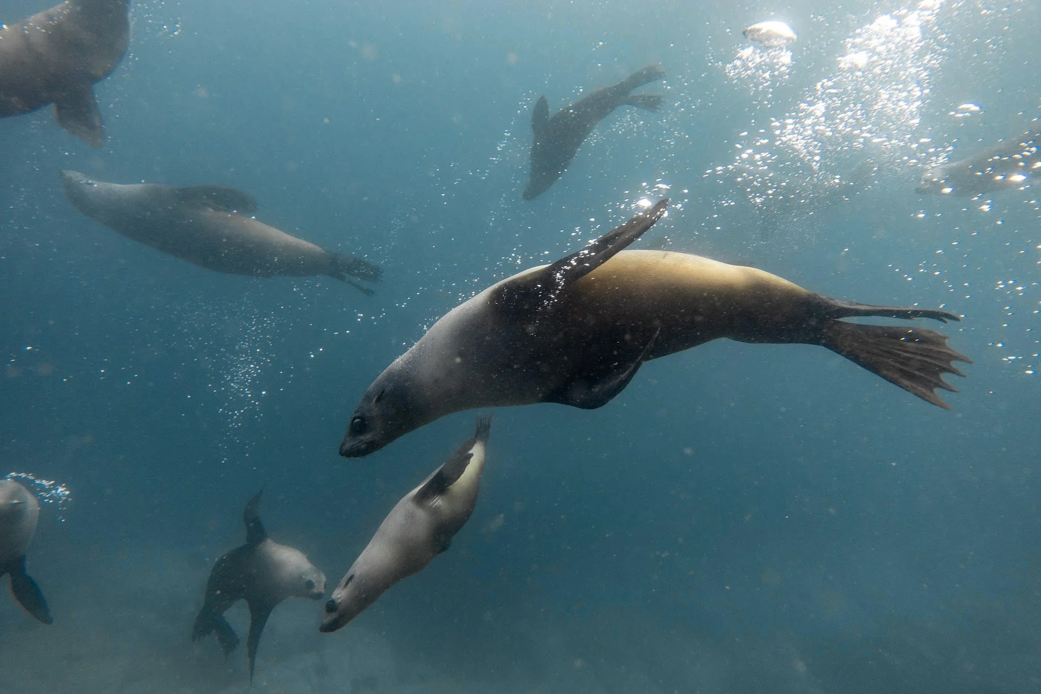 Multiple seals swimming gracefully underwater, some playfully tilting their heads downward with bubbles rising around them—experience the magic of snorkelling with seals in Narooma at Montague Island.