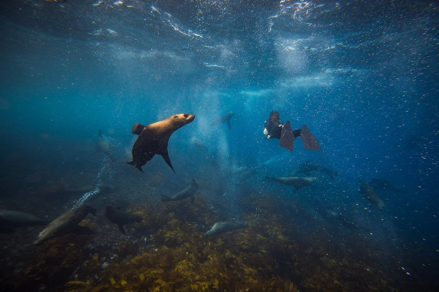 Diver underwater with seals swimming among rocks and kelp at Montague Island, a premier Narooma spot for scuba diving and marine adventures.