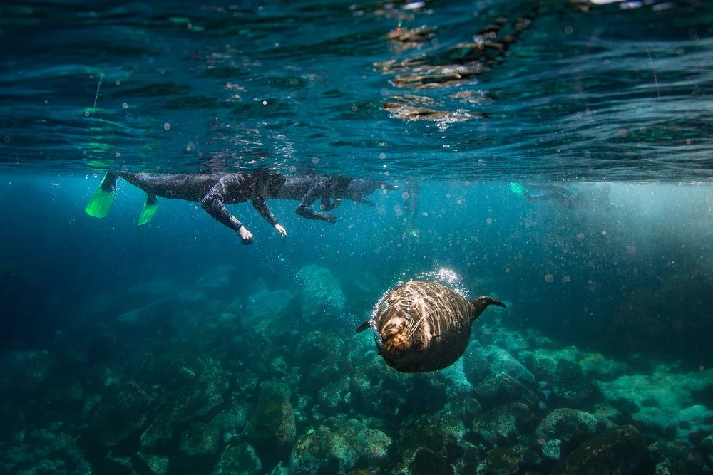 A person underwater swimming with seals above rocks and marine life at Montague Island, a top spot for diving and snorkelling in Narooma.