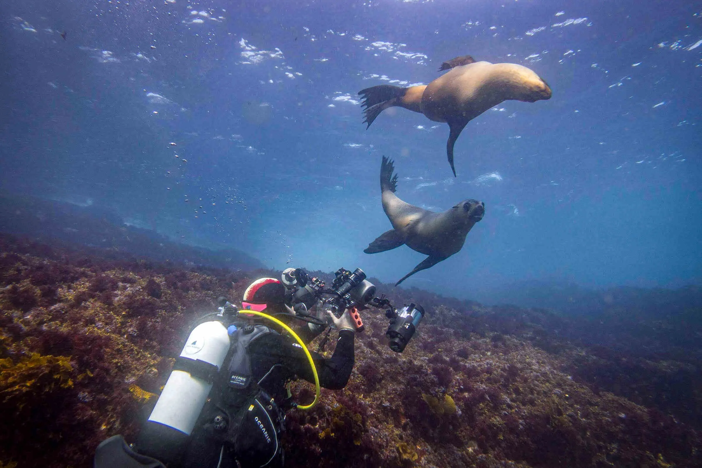 An underwater spectacle featuring a scuba diver capturing a photo of two Australian fur seals gracefully swimming above a vibrant coral reef near Montague Island, an unforgettable dive into Narooma's marine wonderland.