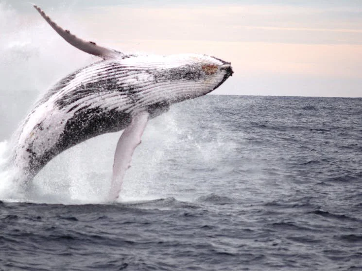 A whale breaching out of the ocean water against a cloudy sky.
