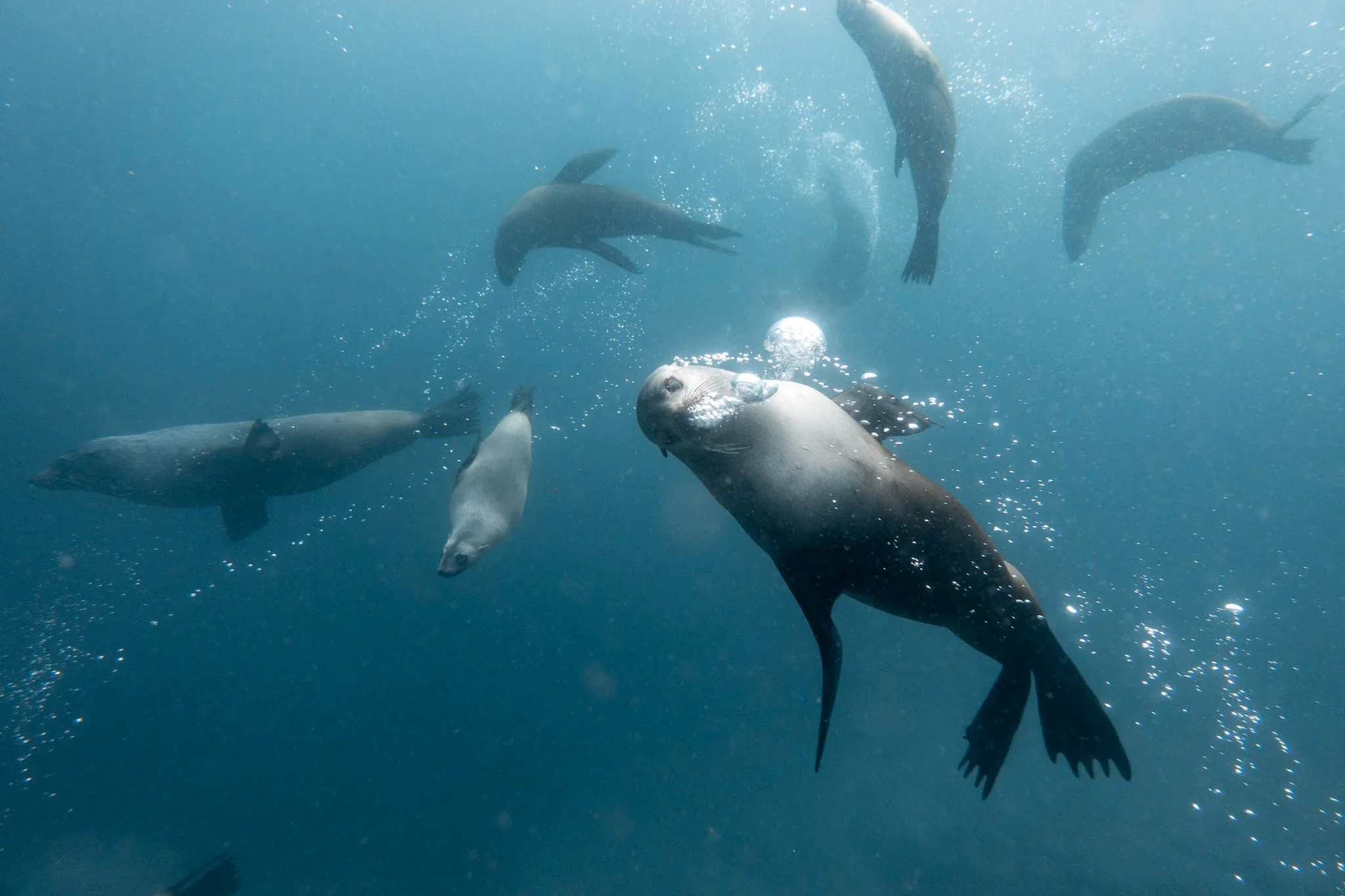 AA group of curious fur seals swimming underwater, surrounded by rising bubbles and set against a vibrant blue backdrop, experience the wonder of snorkelling with seals in Narooma at Montague Island.
