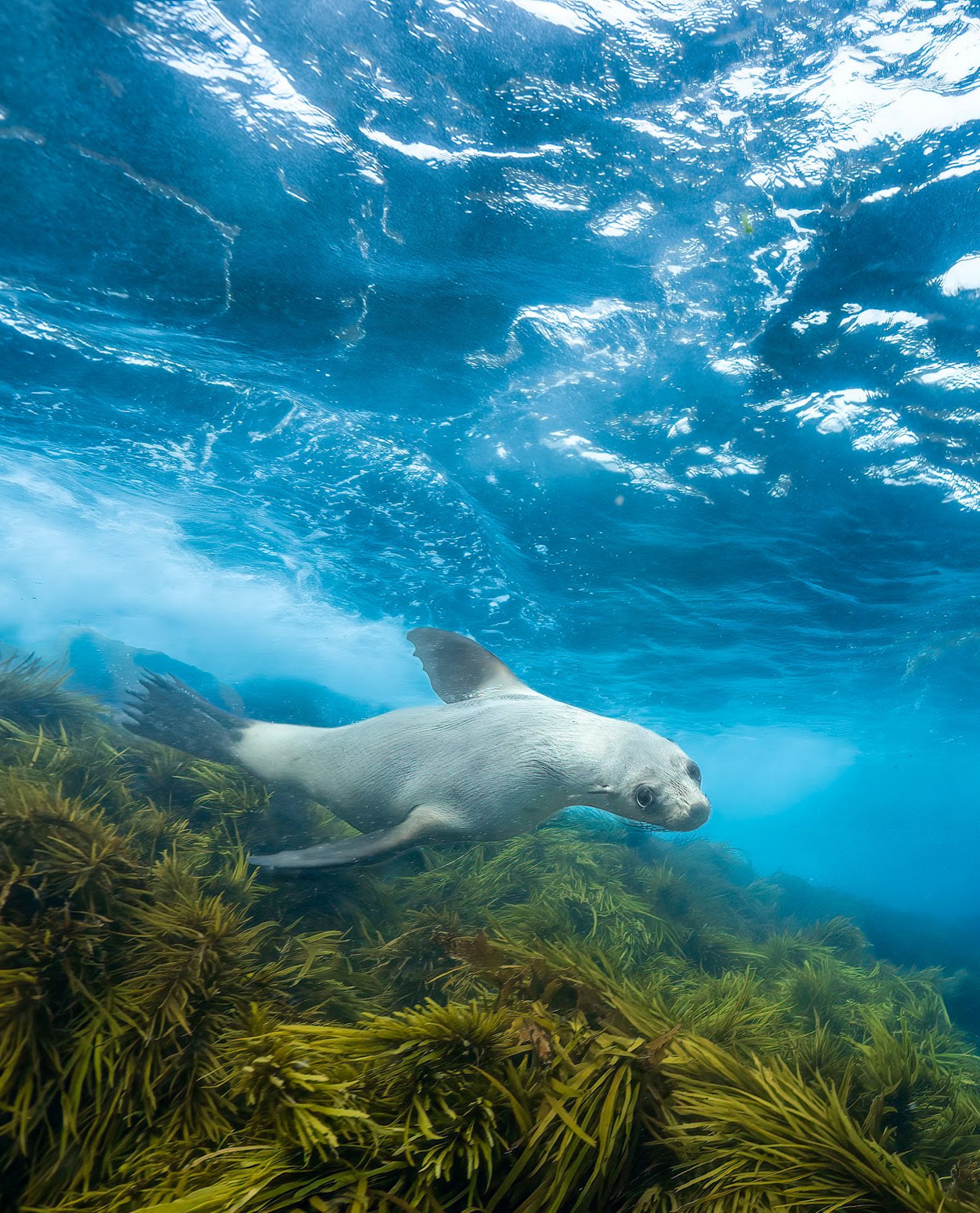 A fur seal cruising and gliding effortlessly through the water above vibrant seaweed and shimmering blue depths at Montague Island, perfect for snorkelling with seals in Narooma and exploring marine wonders.