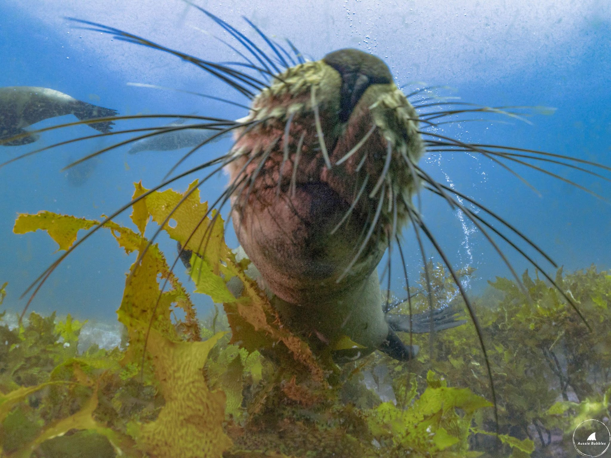  close-up of an Australian fur seal's snout, capturing its playful charm, an iconic sight during snorkelling with seals in Narooma at Montague Island.