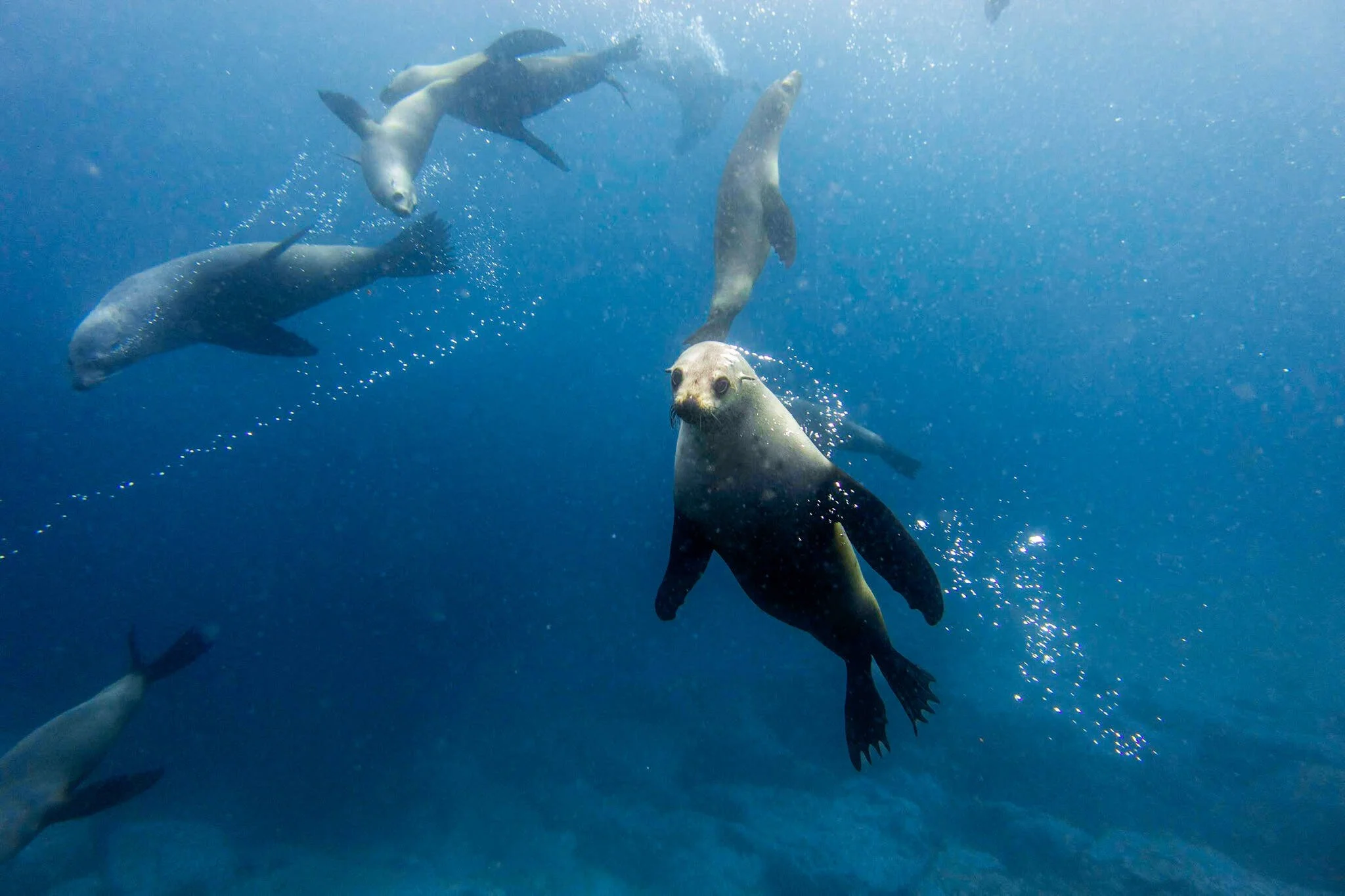Snorkelling with seals in Narooma - a curious Montague Island fur seal greets the camera underwater.