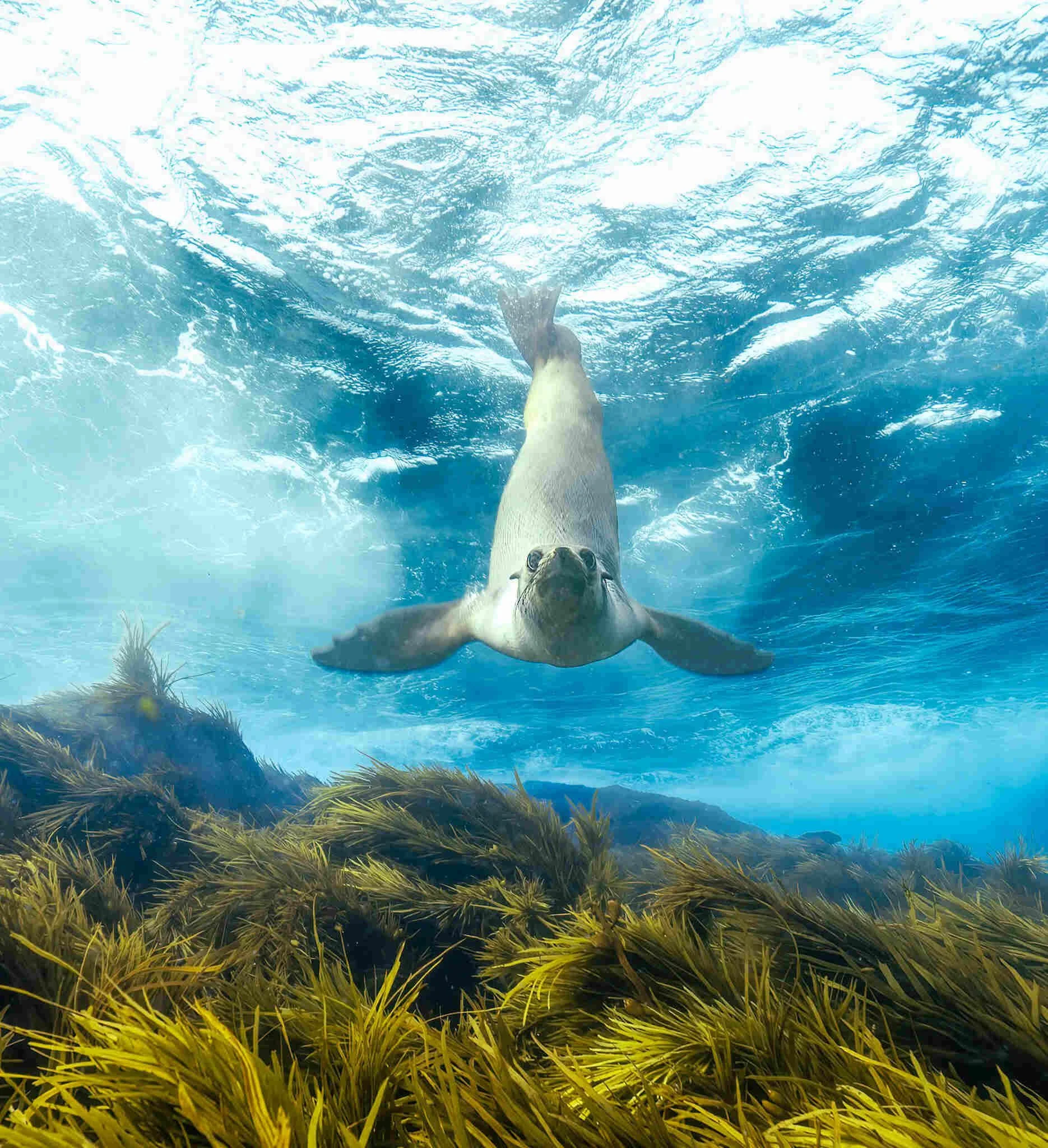 Sea lion swimming underwater above seaweed.