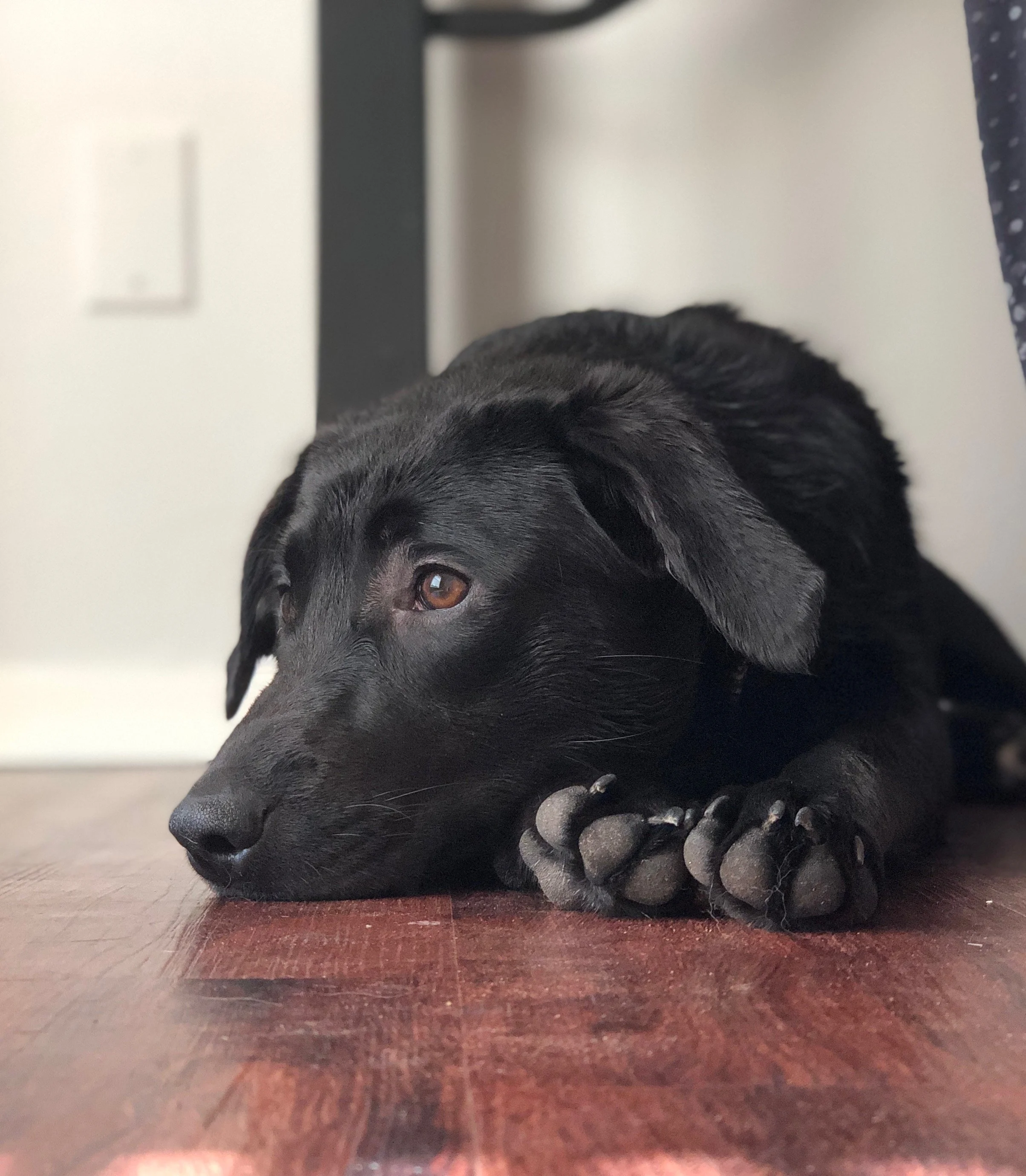 Titan Chiropractic Dogtor Ziva