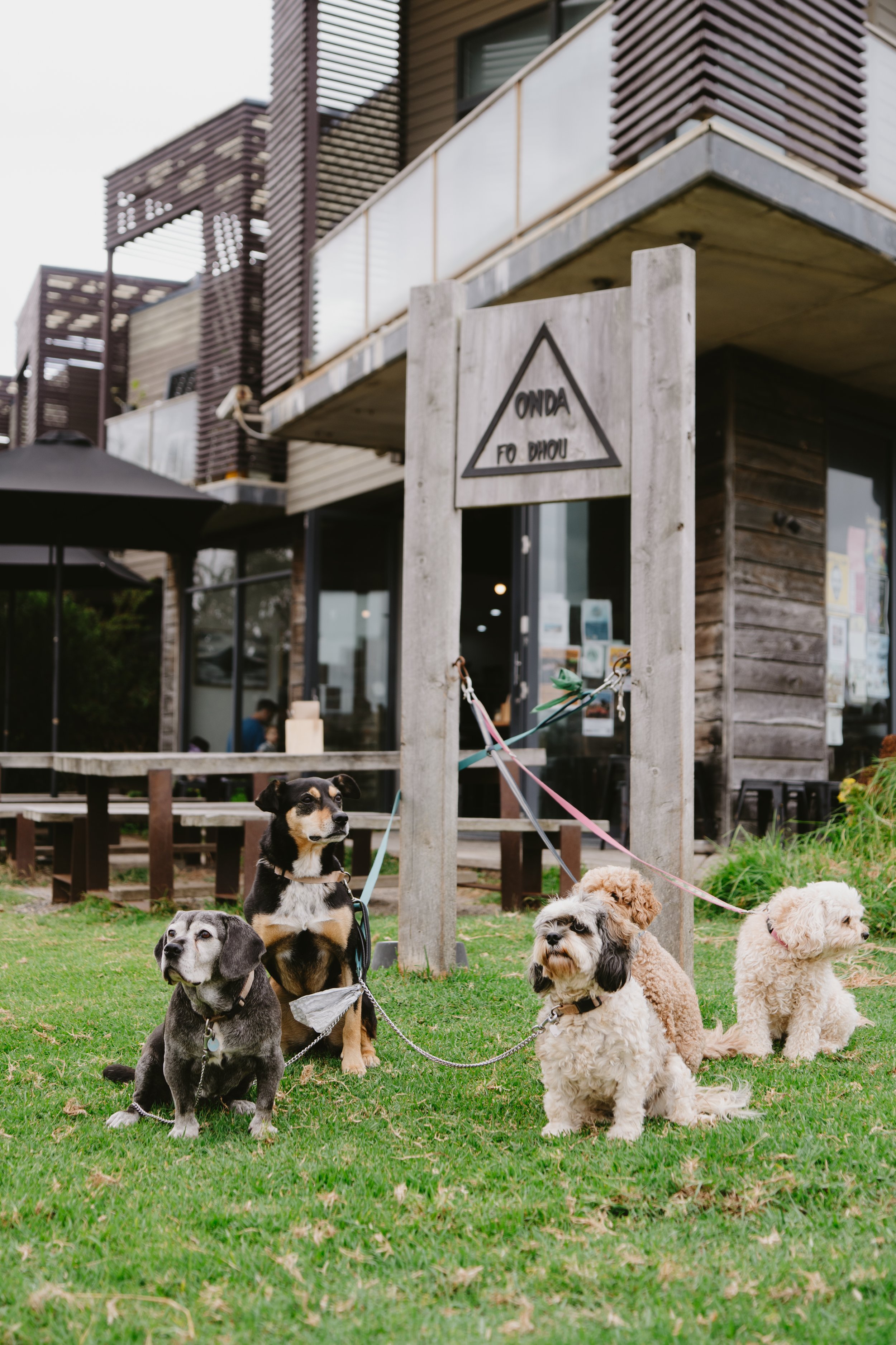 Dog Friendly