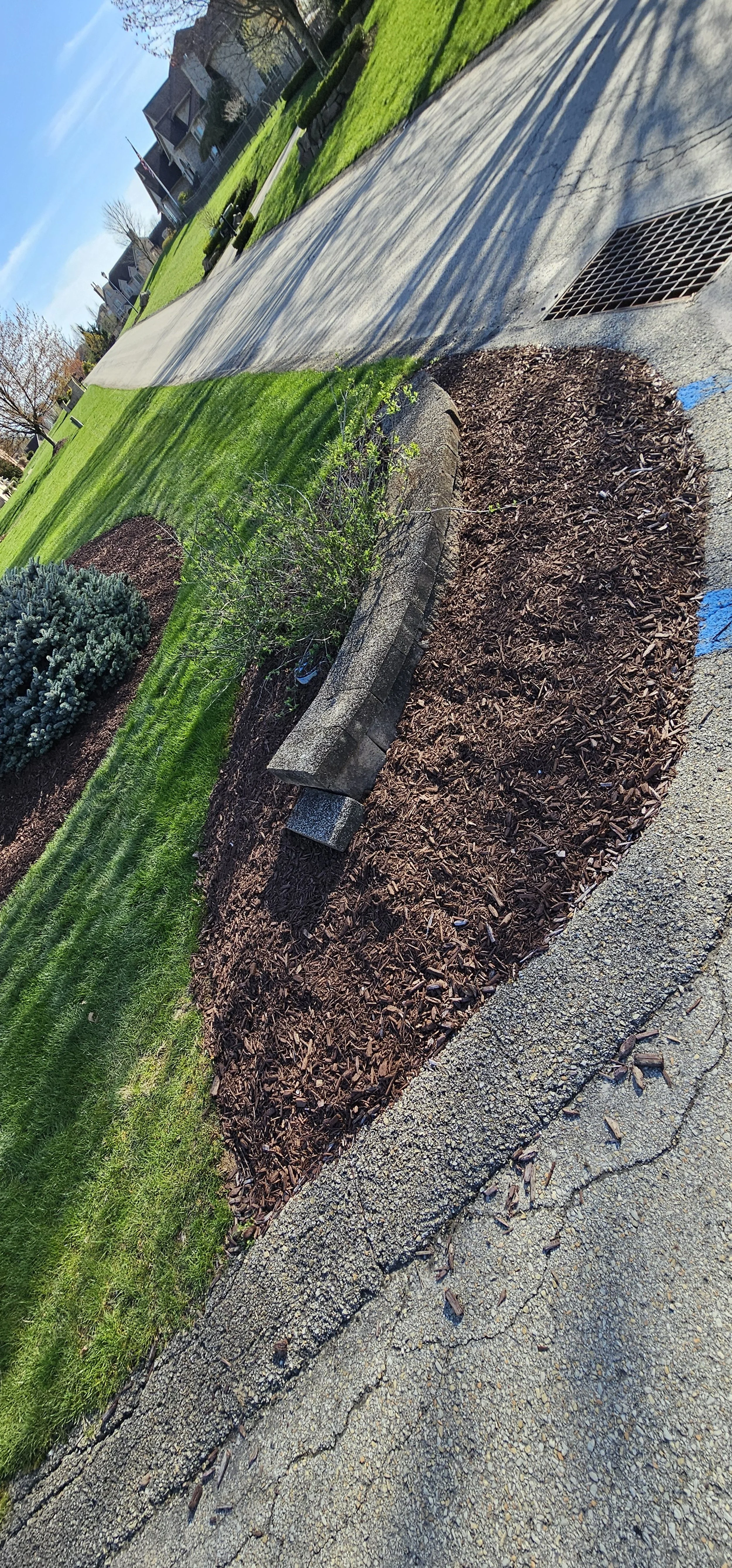 A landscaped sidewalk with a freshly mulched flower bed, a curved concrete bench, and a small evergreen shrub, with houses and a clear blue sky in the background.