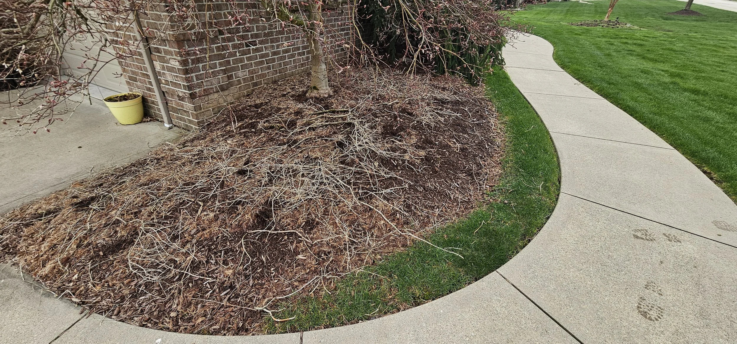 A curved concrete sidewalk next to a freshly mowed green lawn, with a small tree and bare branches on a bed of mulch and dried leaves near a brick building, and footprints visible on the sidewalk.