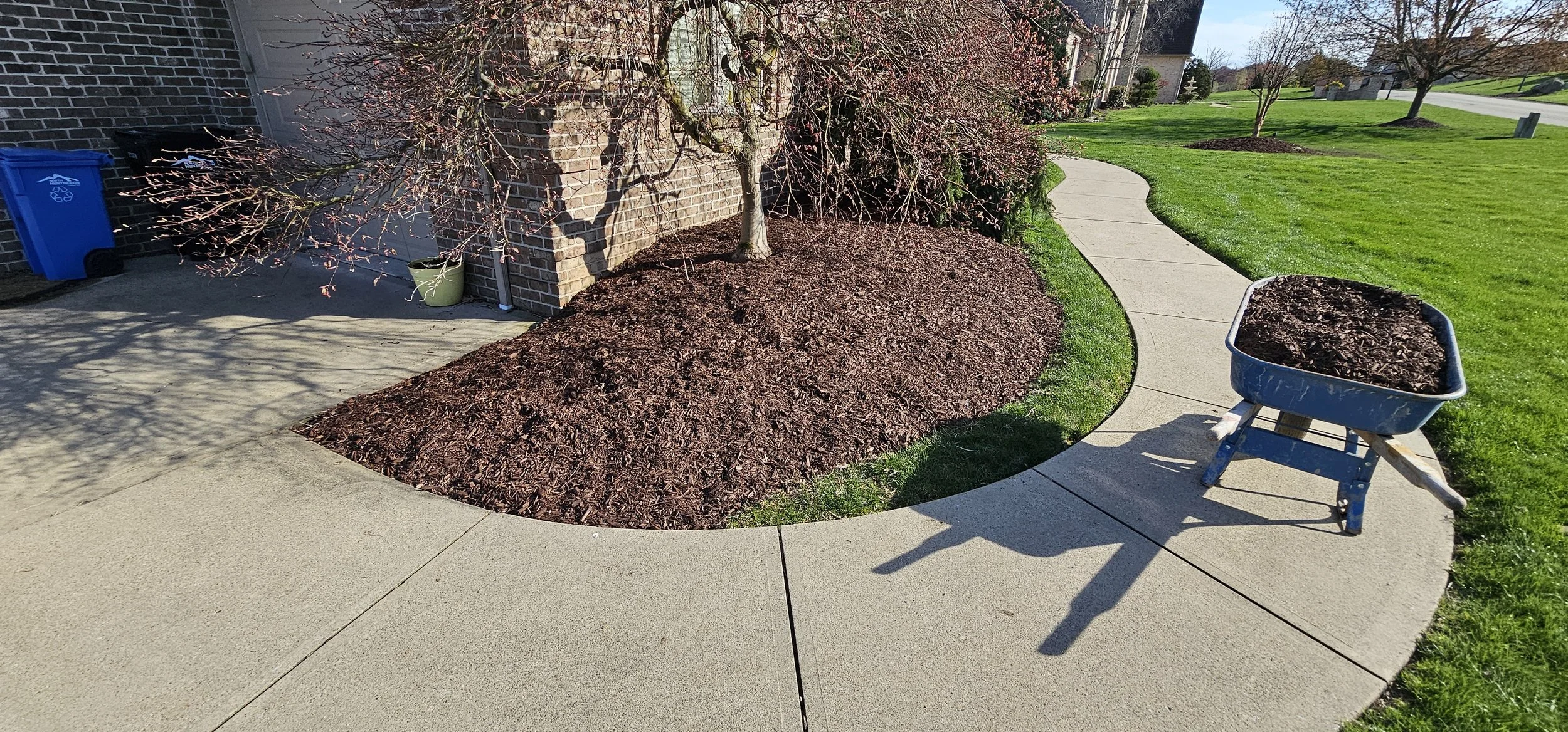 A curved concrete sidewalk running beside a green lawn, with a small tree with blooming pink flowers, mulch around it, a blue wheelbarrow filled with soil, and a brick house in the background.