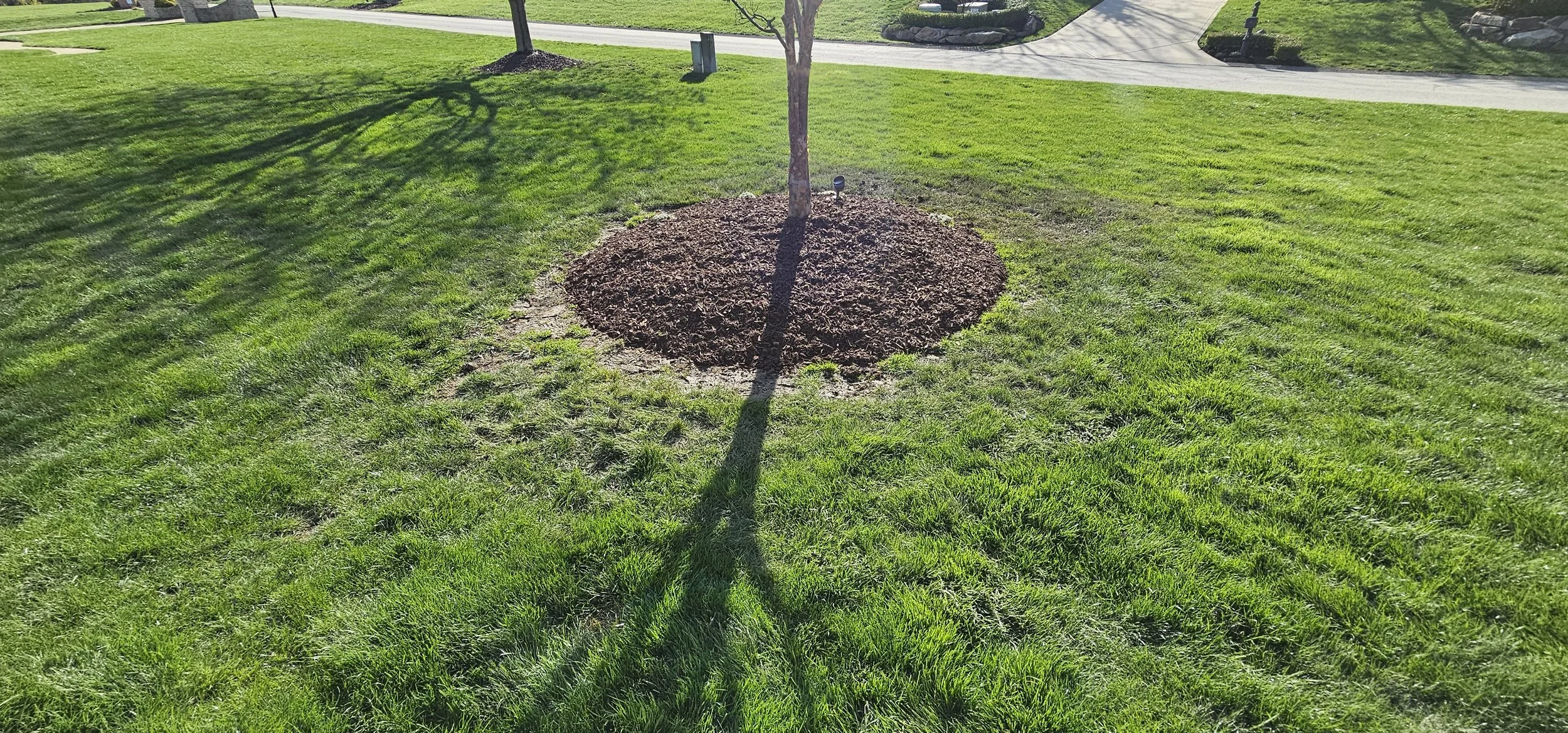A small tree casting a long shadow on a patch of freshly cut green grass in a park or yard. The tree is surrounded by soil mulch, with a concrete pathway and another patch of grass visible in the background.
