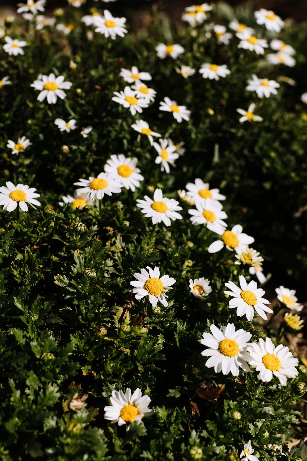 A close-up of white daisy flowers with yellow centers blooming among green foliage.