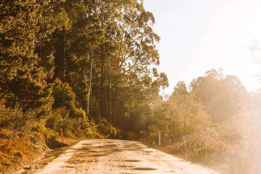 A dirt road winding through a forest of tall trees with green and yellow leaves, illuminated by sunlight.