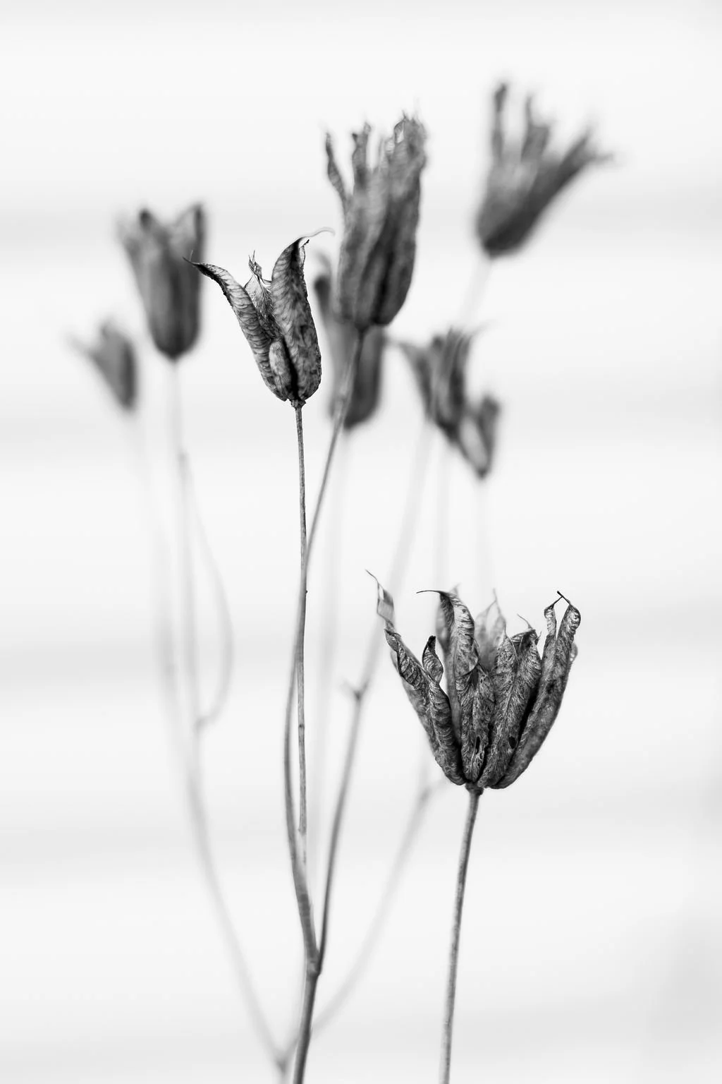 Black and white close-up of withered, dried flower petals on tall, thin stems.