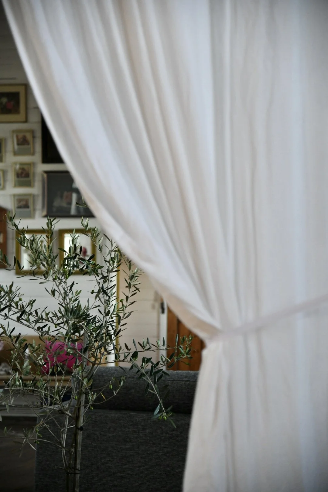 Room with white curtains, an olive tree, and picture frames on the wall.