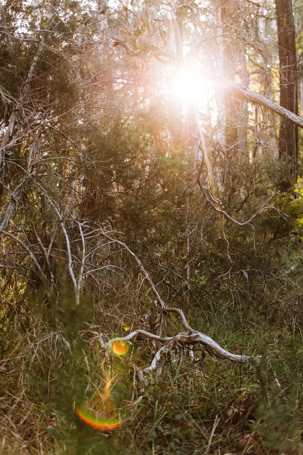 Sunlight shining through trees and bushes in a forest, creating a bright glare and lens flares.