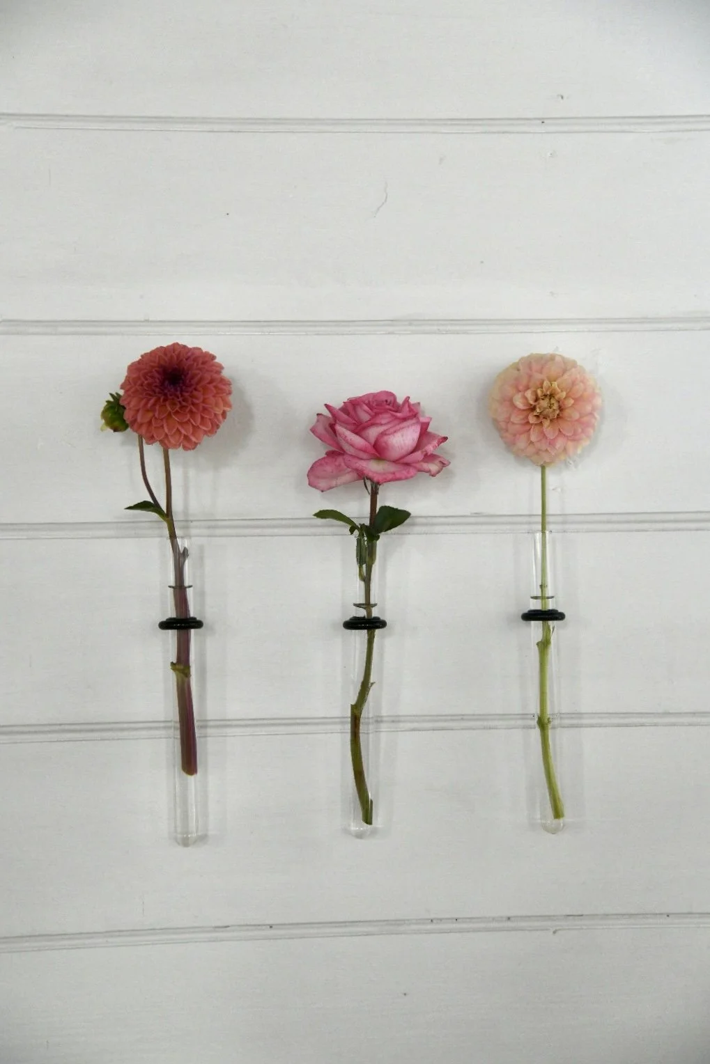 Three flowers in glass test tubes on a white wall, including two dahlias and one rose.