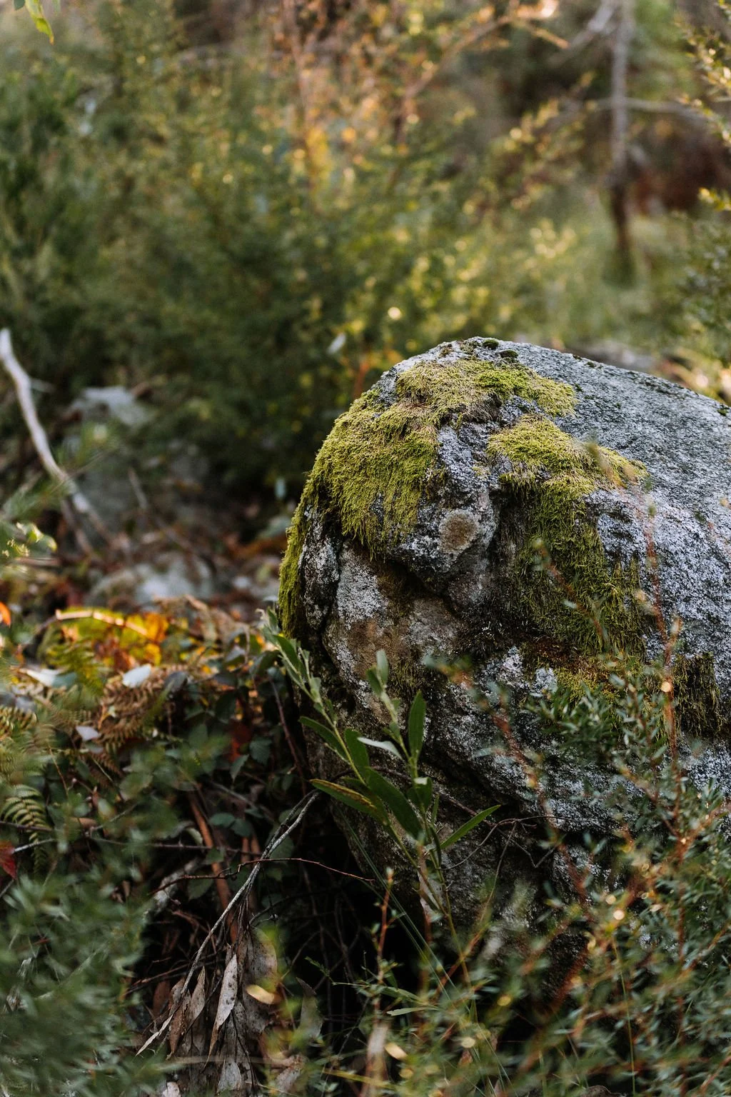 Close-up of a moss-covered rock in a forest with green foliage and blurred background.
