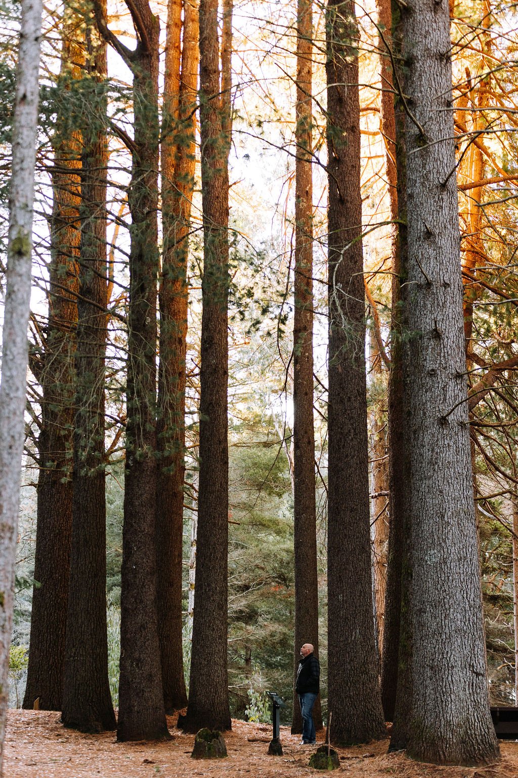 A man standing in a forest of tall pine trees, with sunlight filtering through the branches.