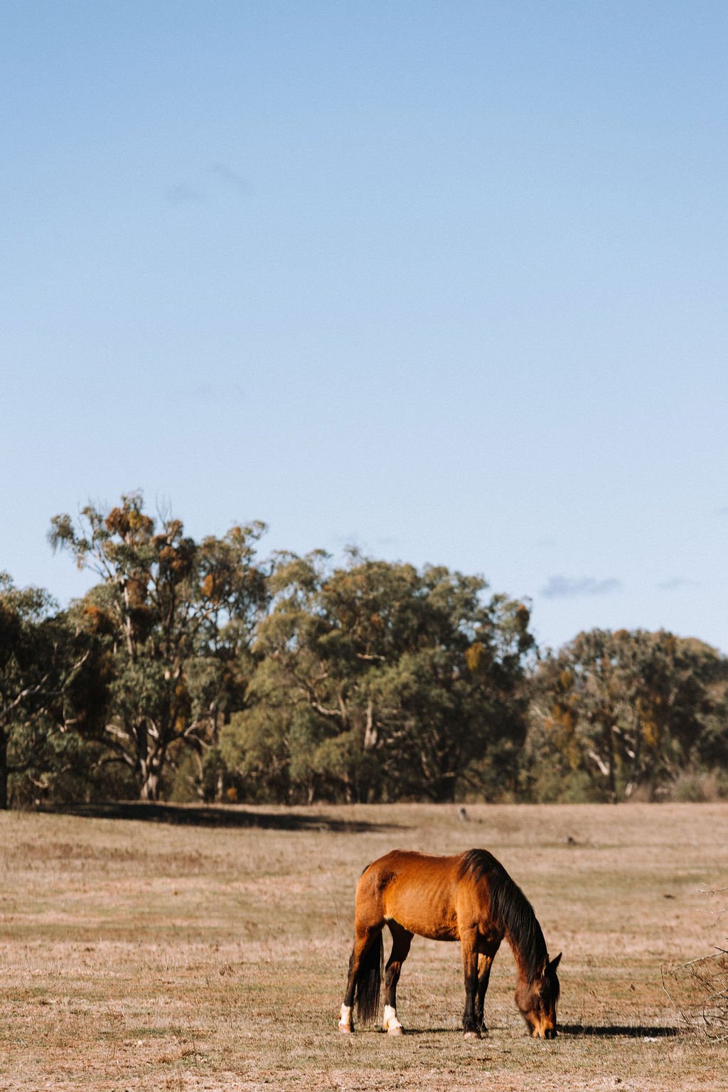 A brown horse grazing on a grassy field with trees in the background under a clear blue sky.