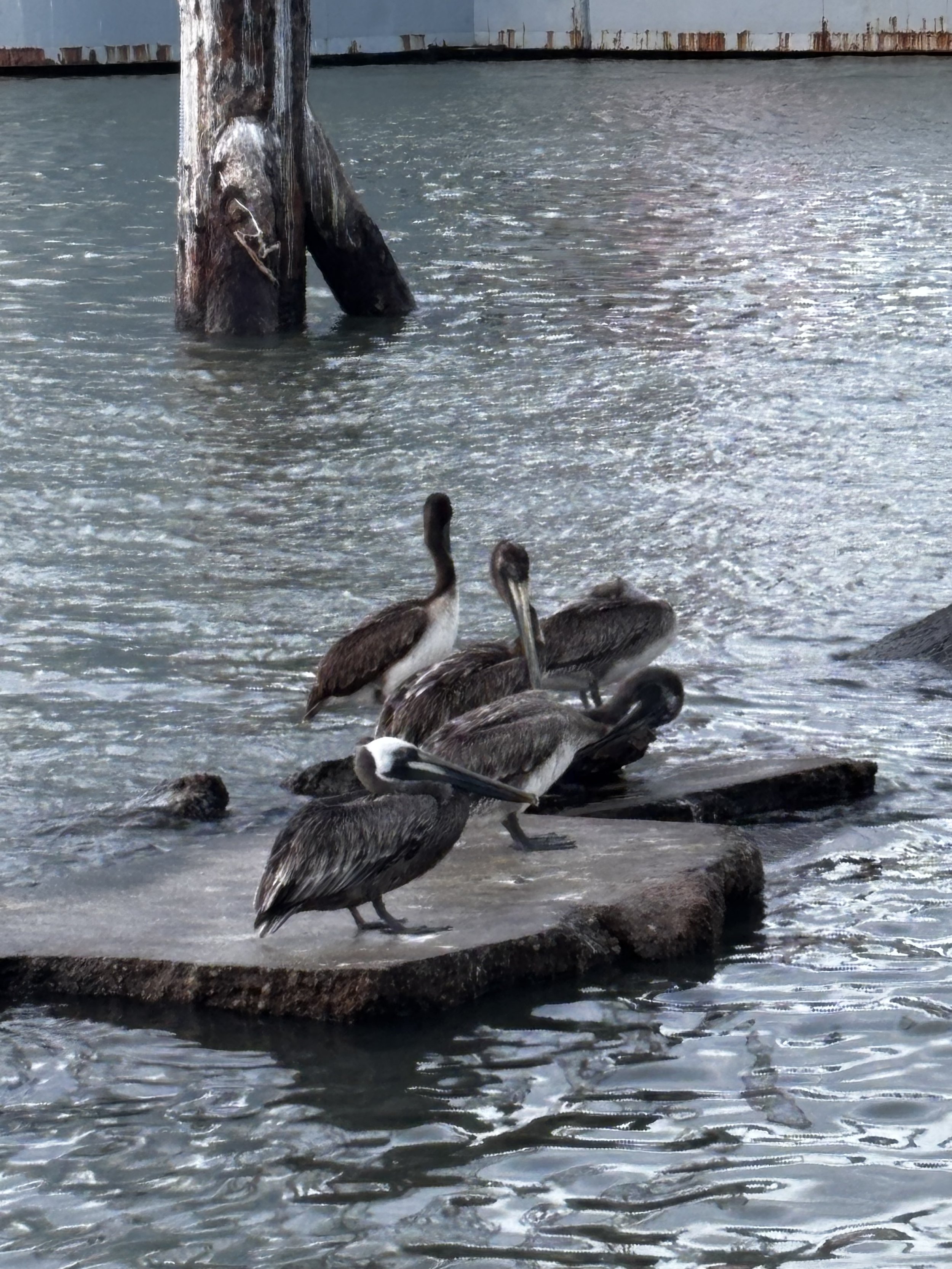 birds.jpg