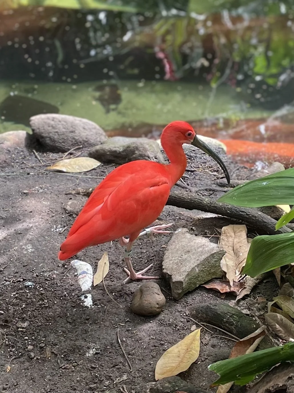 red bird.jpg