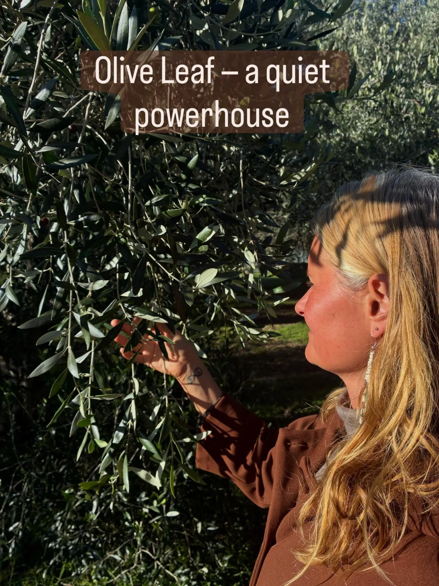 My herbal teacher once told me that every herbalist has a favourite herb&hellip;

And honestly, it&rsquo;s hard to choose &mdash; I have quite a few I deeply love. But for a long time now, I&rsquo;ve felt a special connection with olive leaf 🌿 (and 