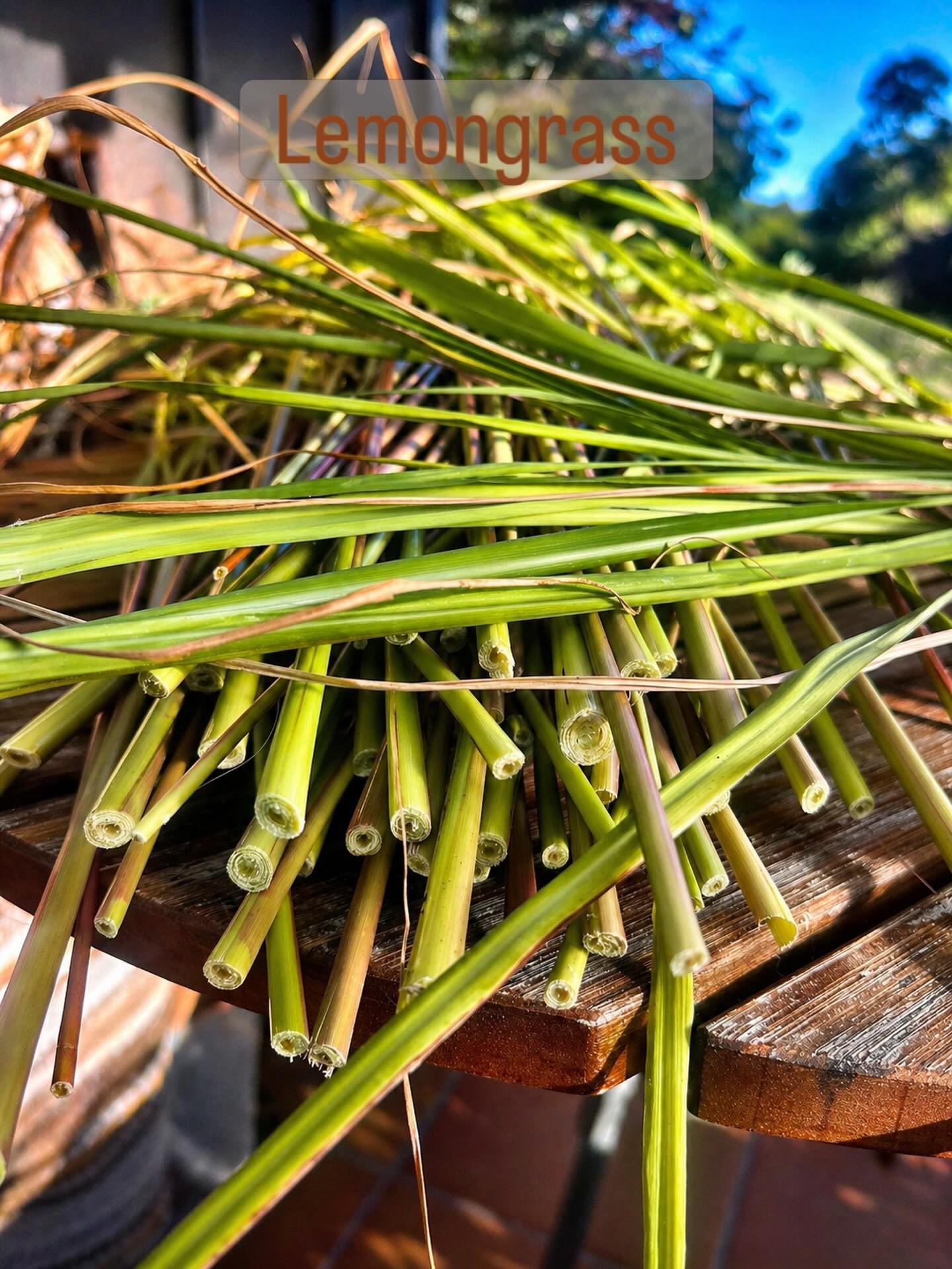 Just harvested my lemongrass 🌿
and honestly&hellip; it always reminds me how powerful the simplest herbs can be.

Fresh, citrusy, awakening &mdash;
this one has a way of bringing everything back into flow.

🌿 Why I like it:
&bull; supports digestio