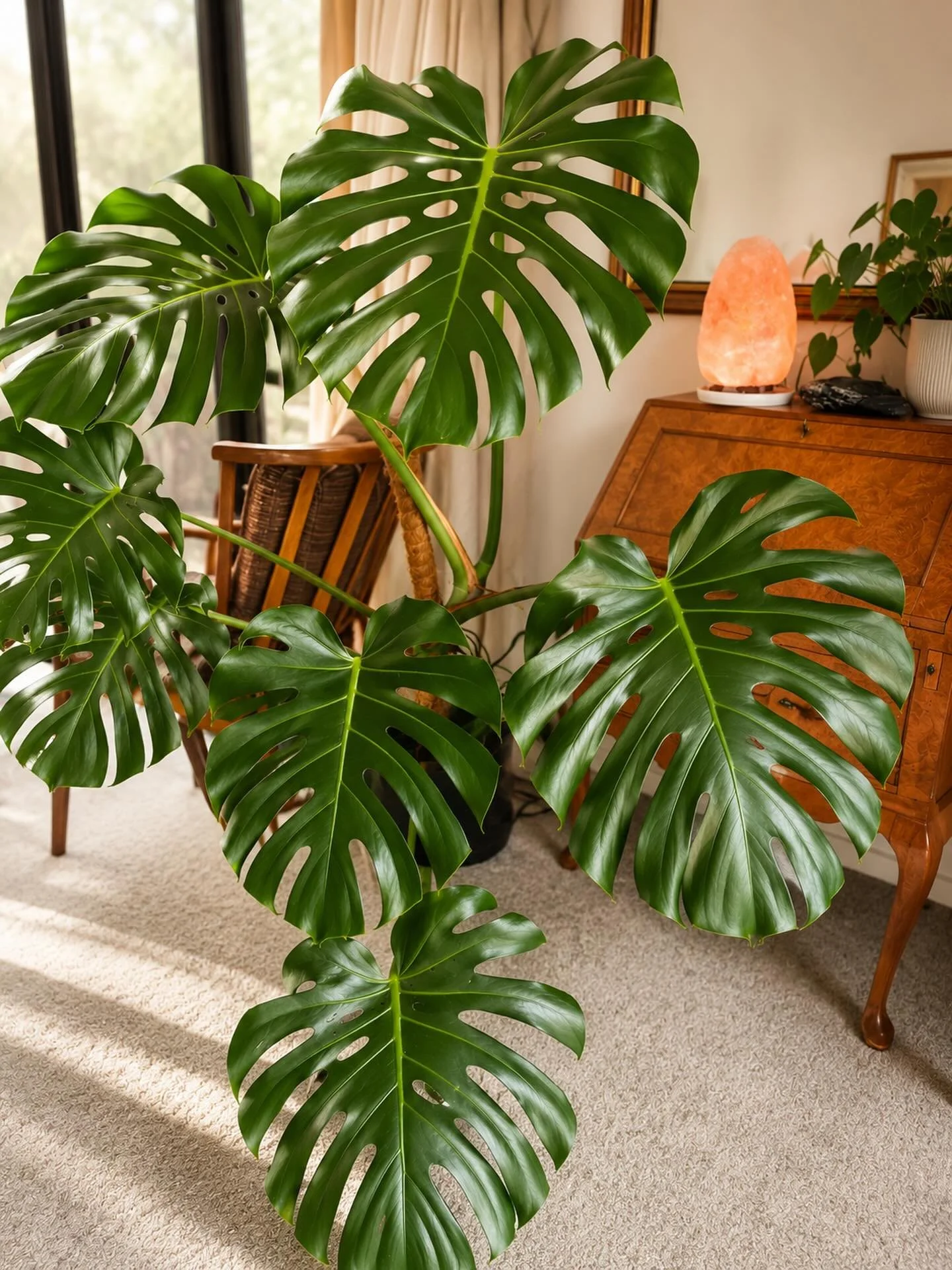🌿 The Right Environment Changes Everything

I was given this plant about a year and a half ago.

It had three small, miserable leaves, and honestly, I wasn&rsquo;t sure it would survive for much longer.

I didn&rsquo;t try to force it to grow.

I si