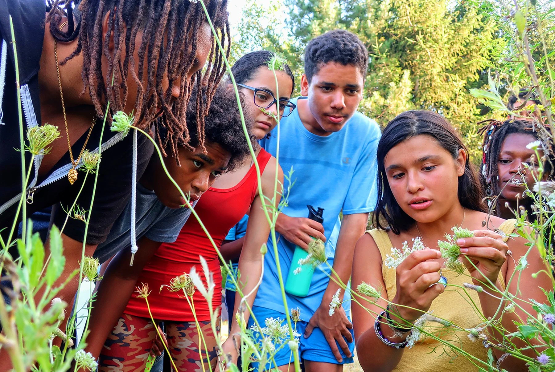 2019_WILDSEED wild carrot youth immersion.jpg