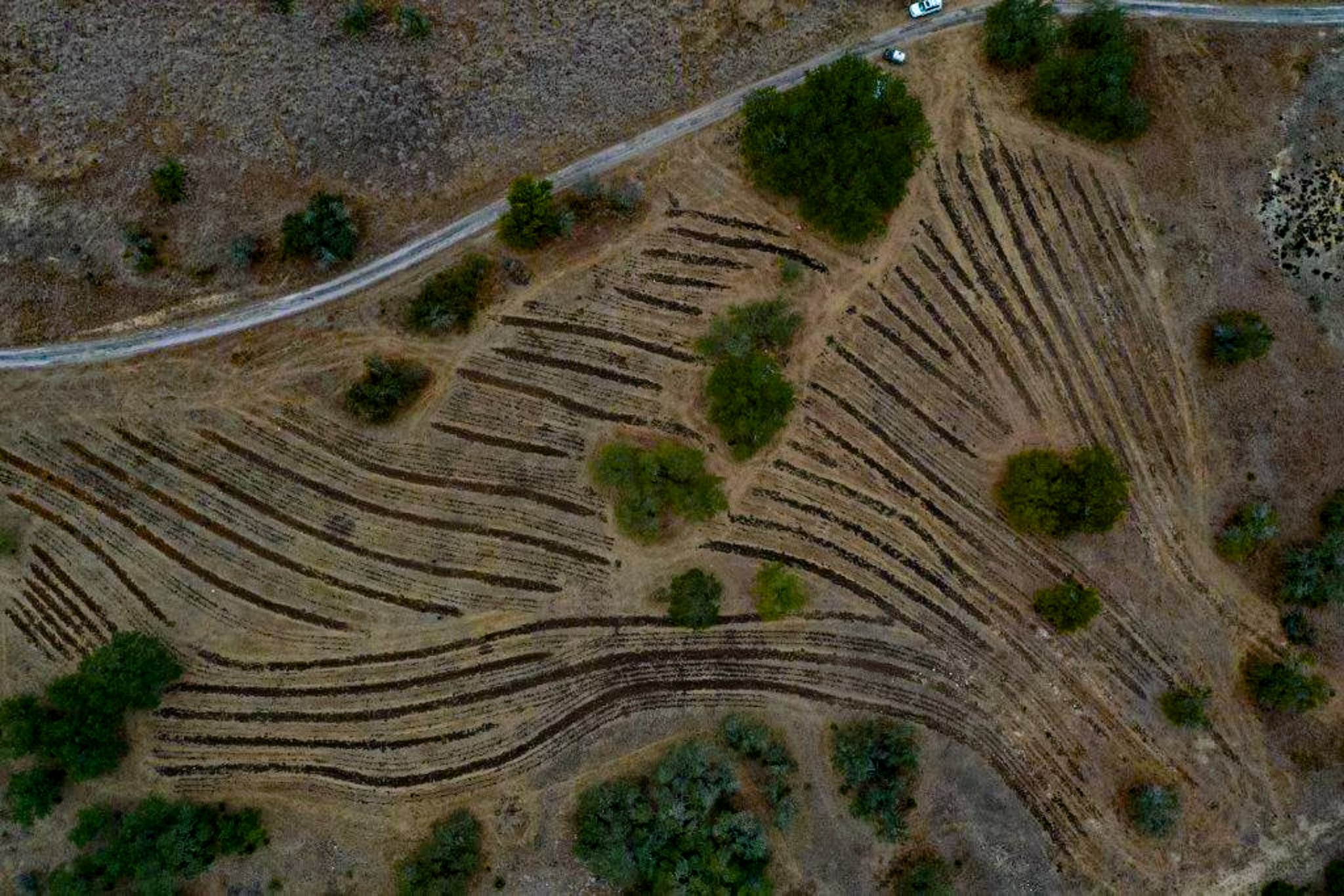 Central Texas - Keyline Orchard