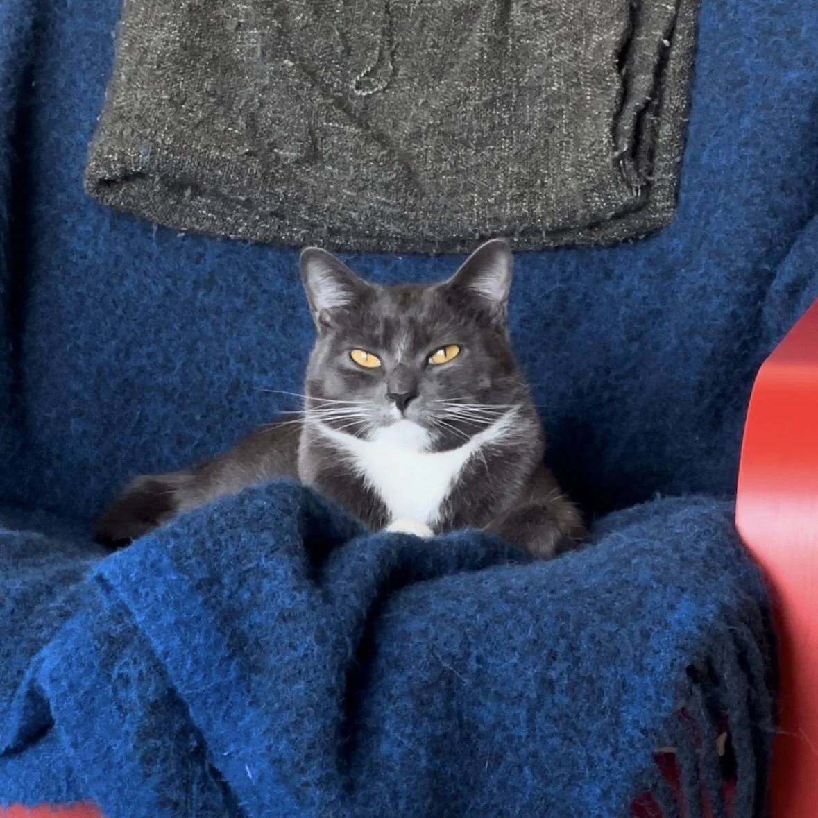 cat looking regal