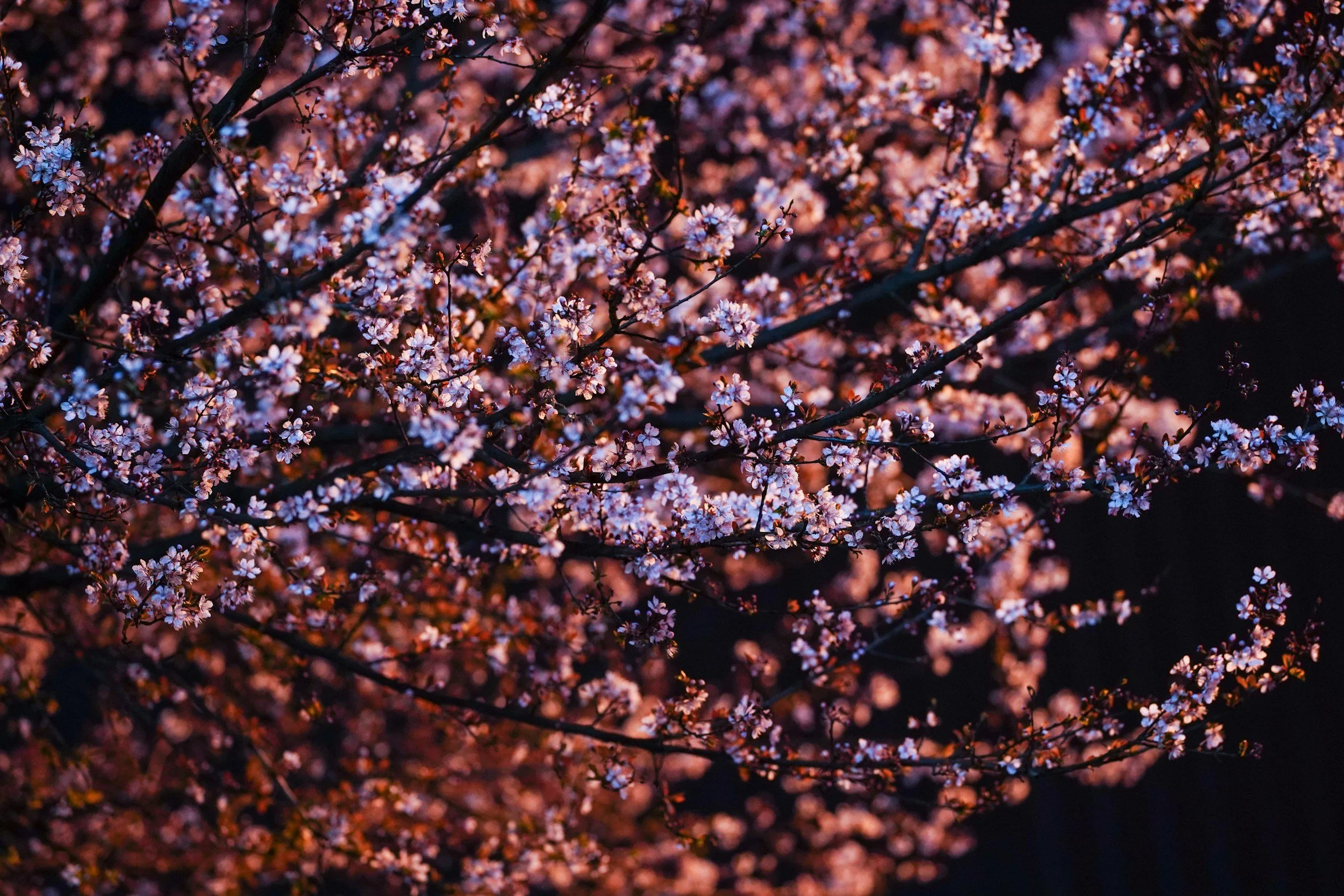 unsplash-image-mTg1P7LpiEs.jpg