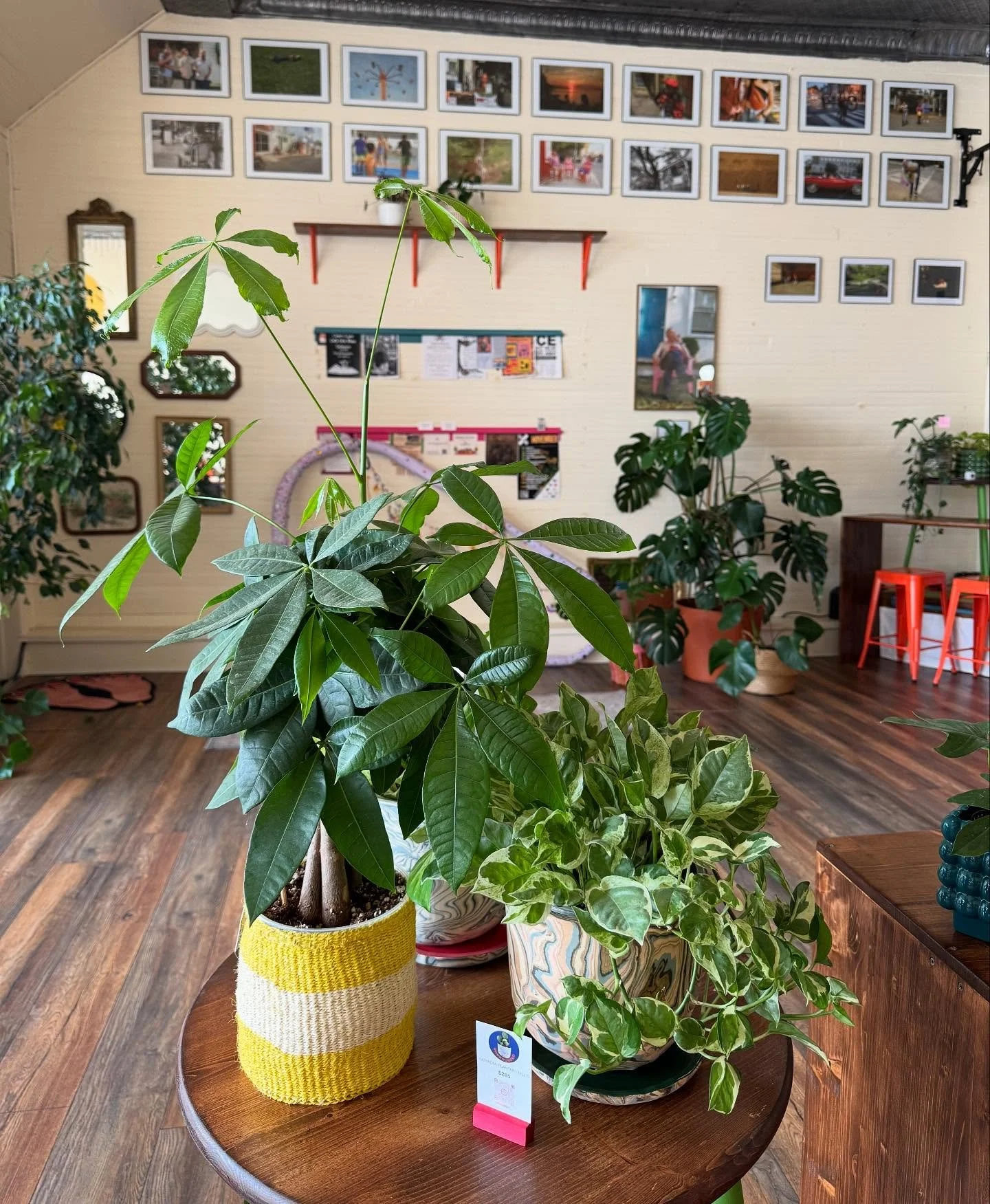 💸🌳 looking so happy in the sun. More &amp; more plants are trickling into @second.cafe so stay tuned 🤭