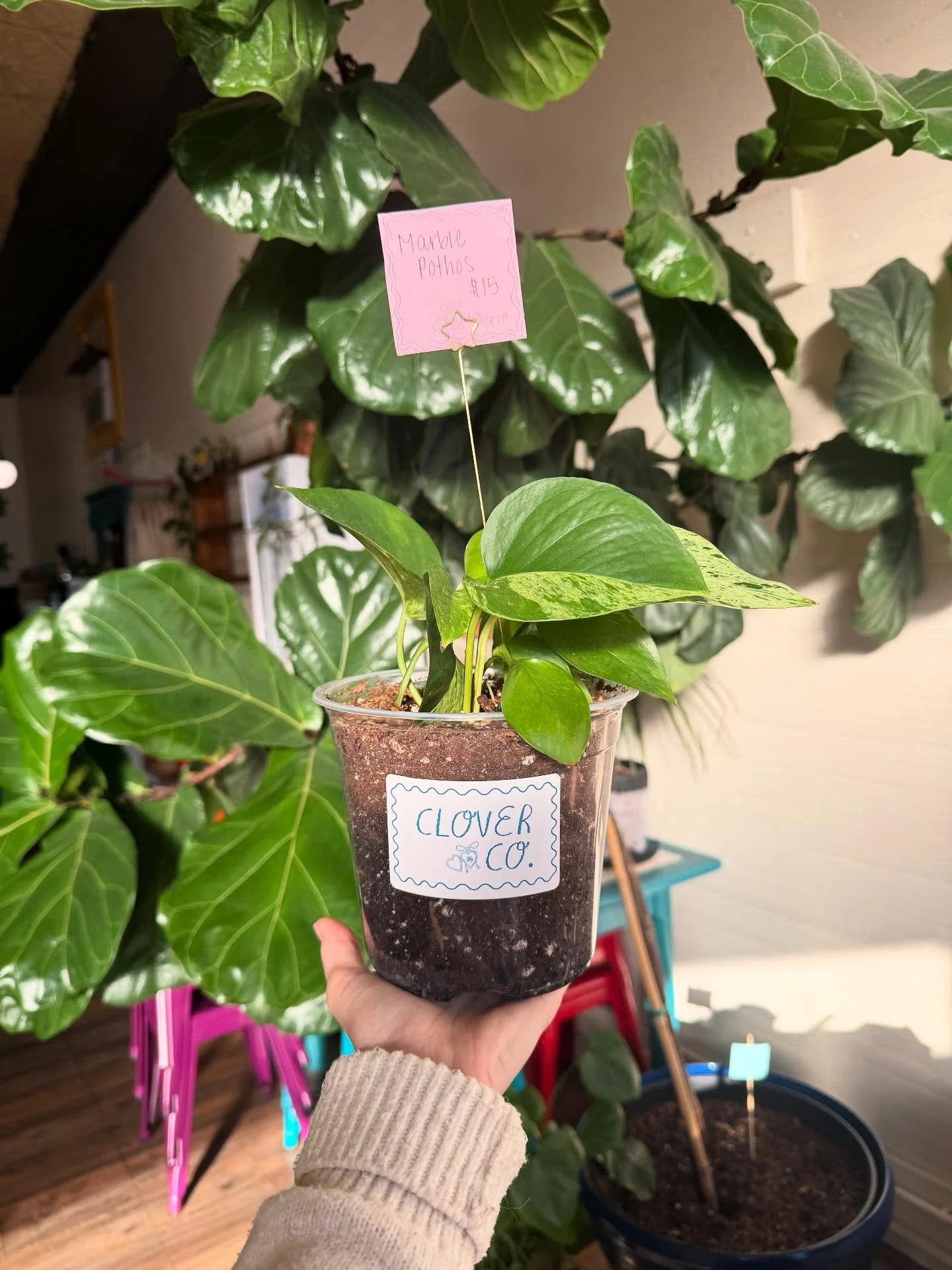 shop small this season!!! so many cute stocking stuffers at @second.cafe AND you know everyone wants a plant for Christmas ⭐️