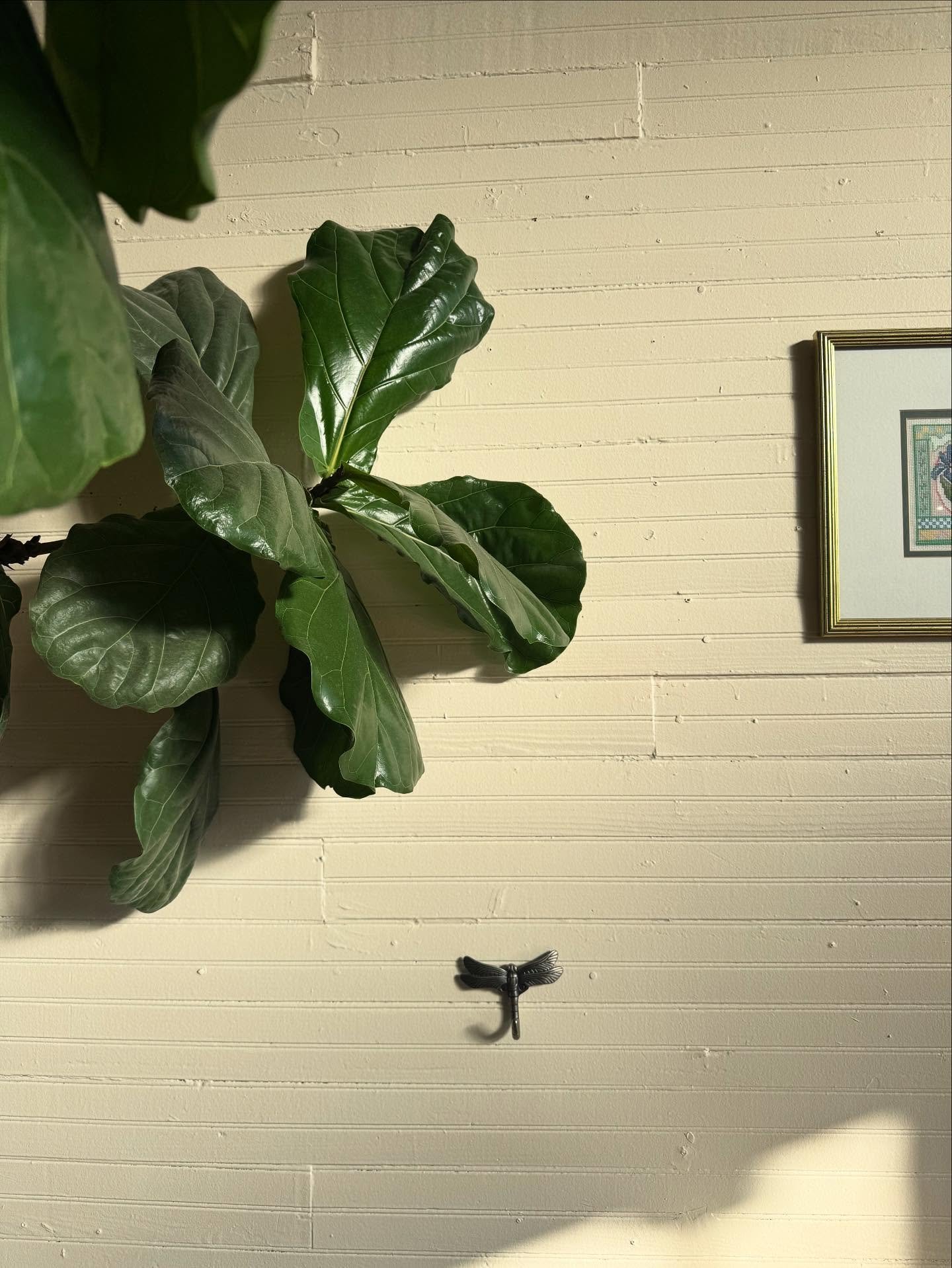 just an appreciation post for @second.cafe&rsquo;s fiddle leaf fig 💖