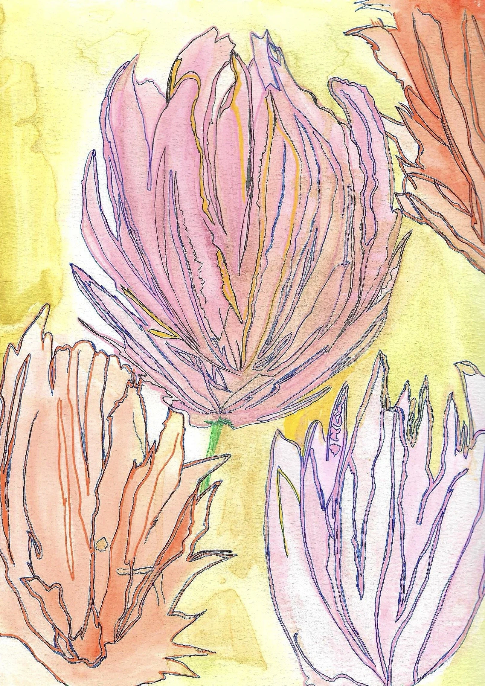 blush bloom