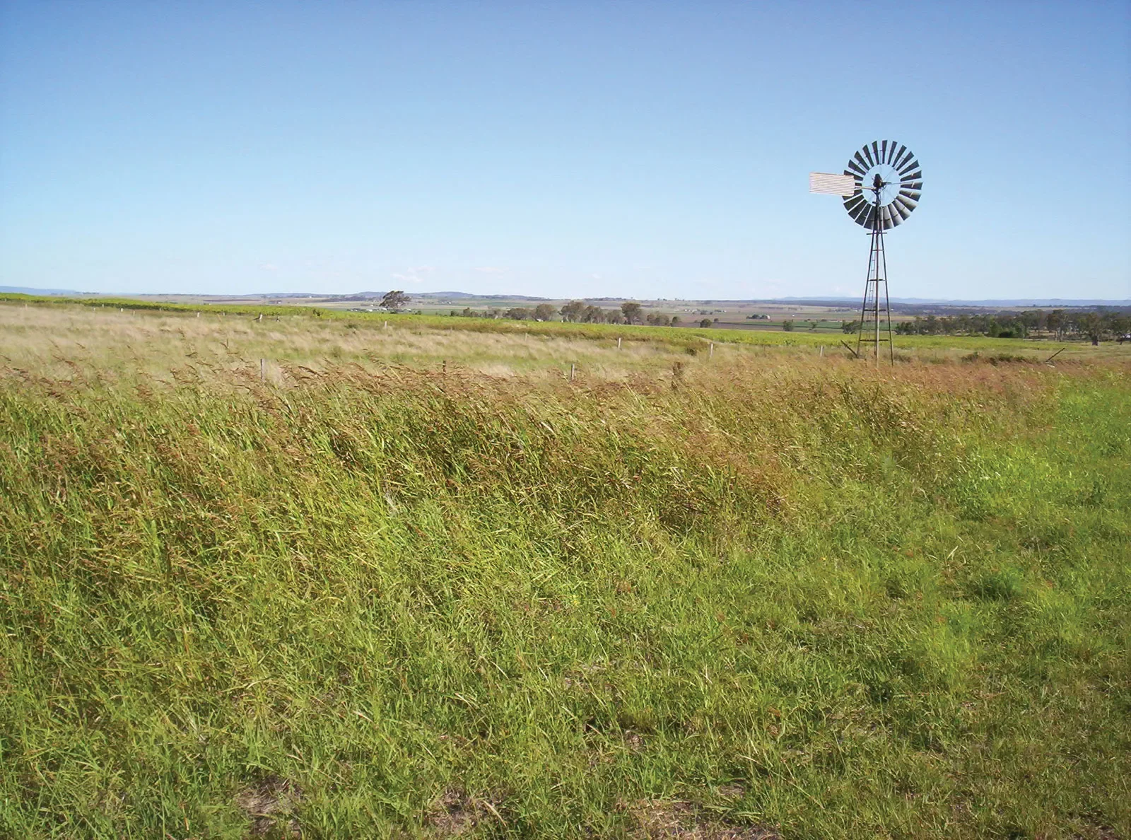 Open countryside with tall grass and a windmill in the background under a blue sky.