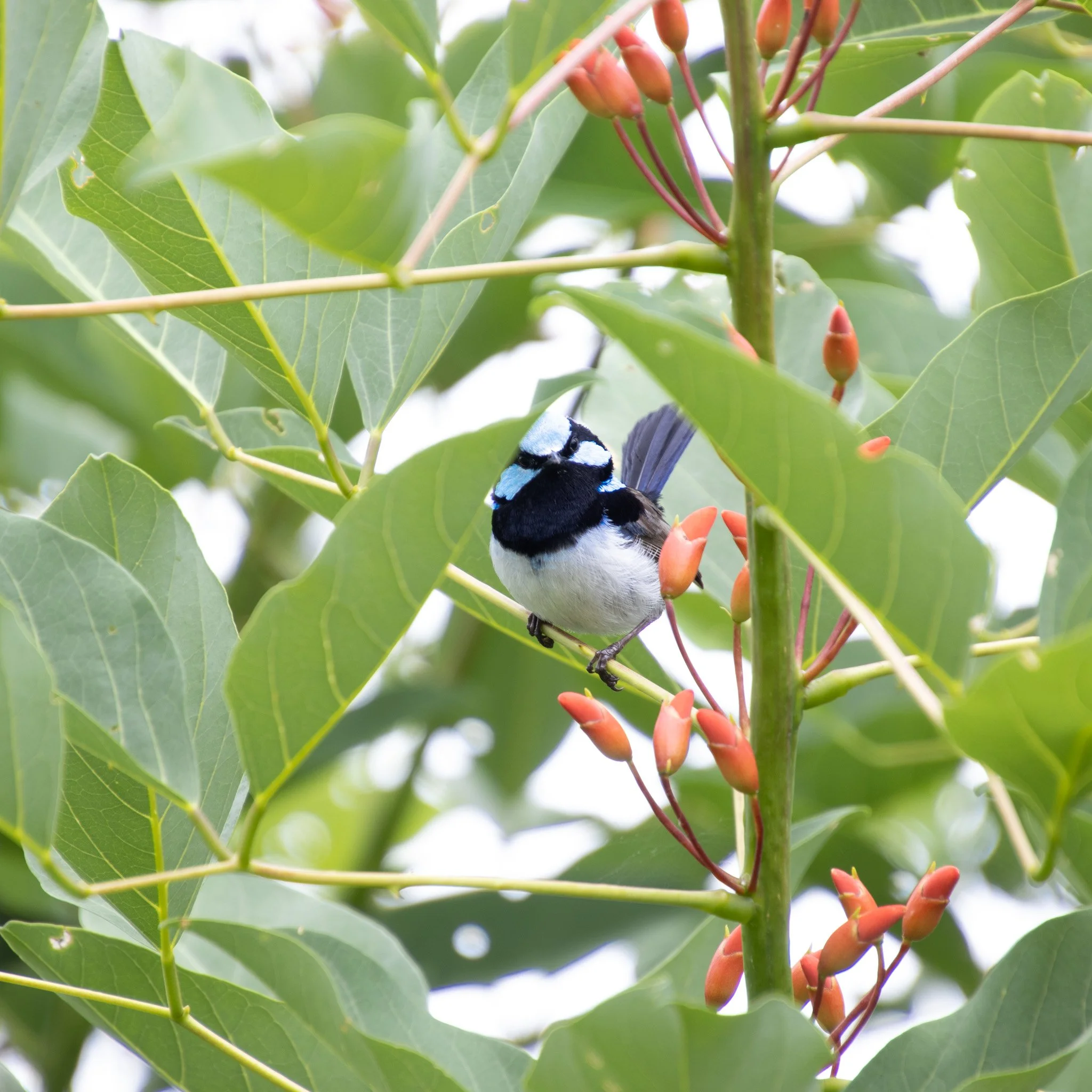 A small black and white bird perched on a branch amidst green leaves and red flower buds.