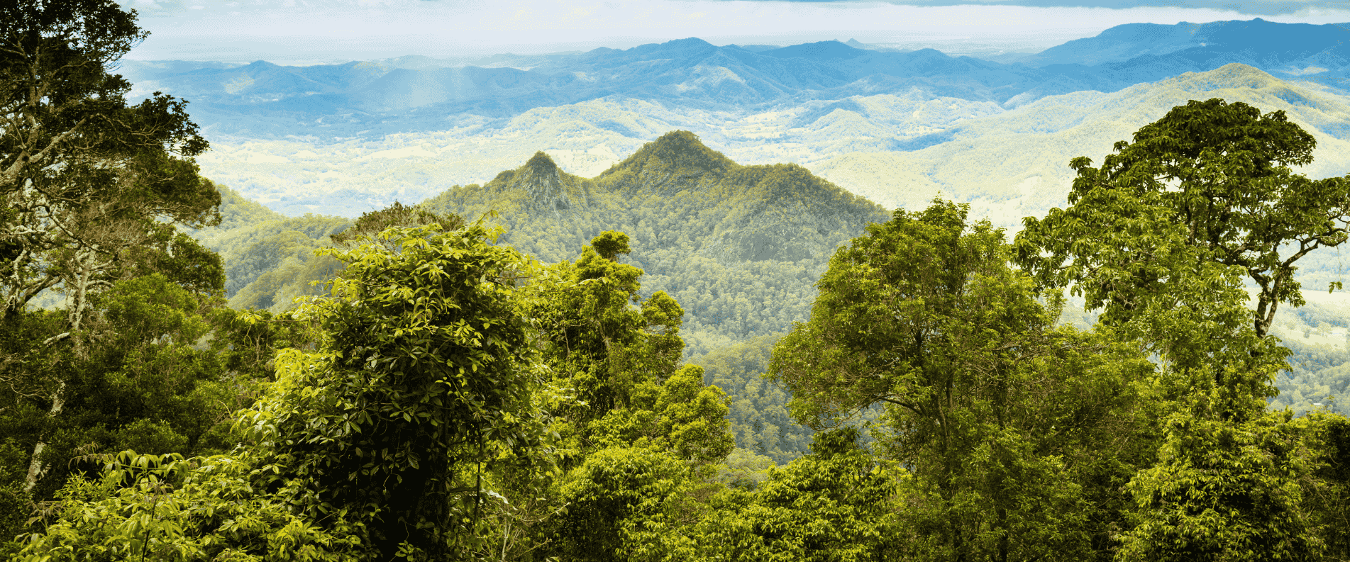 Lush green rainforest with multiple layers of trees and distant mountains in the background under a blue sky with clouds.